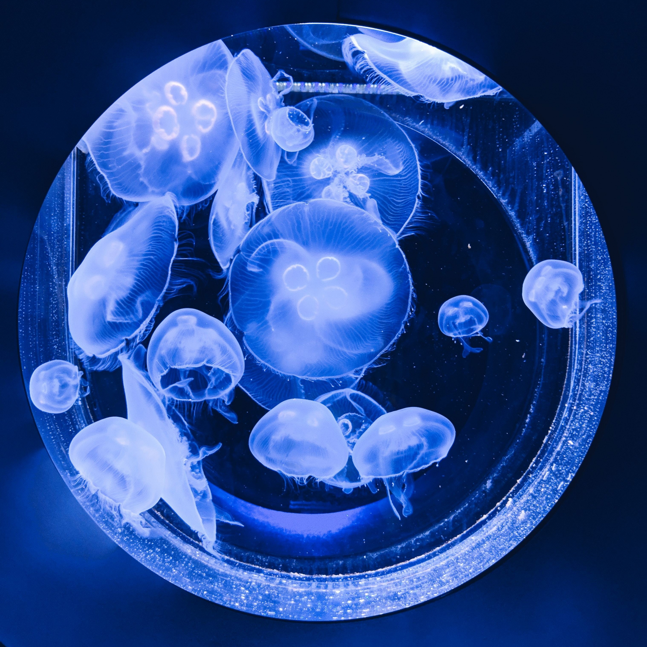 Download wallpaper 2248x2248 fishes, glow, blue, jellyfishes, ipad air ...