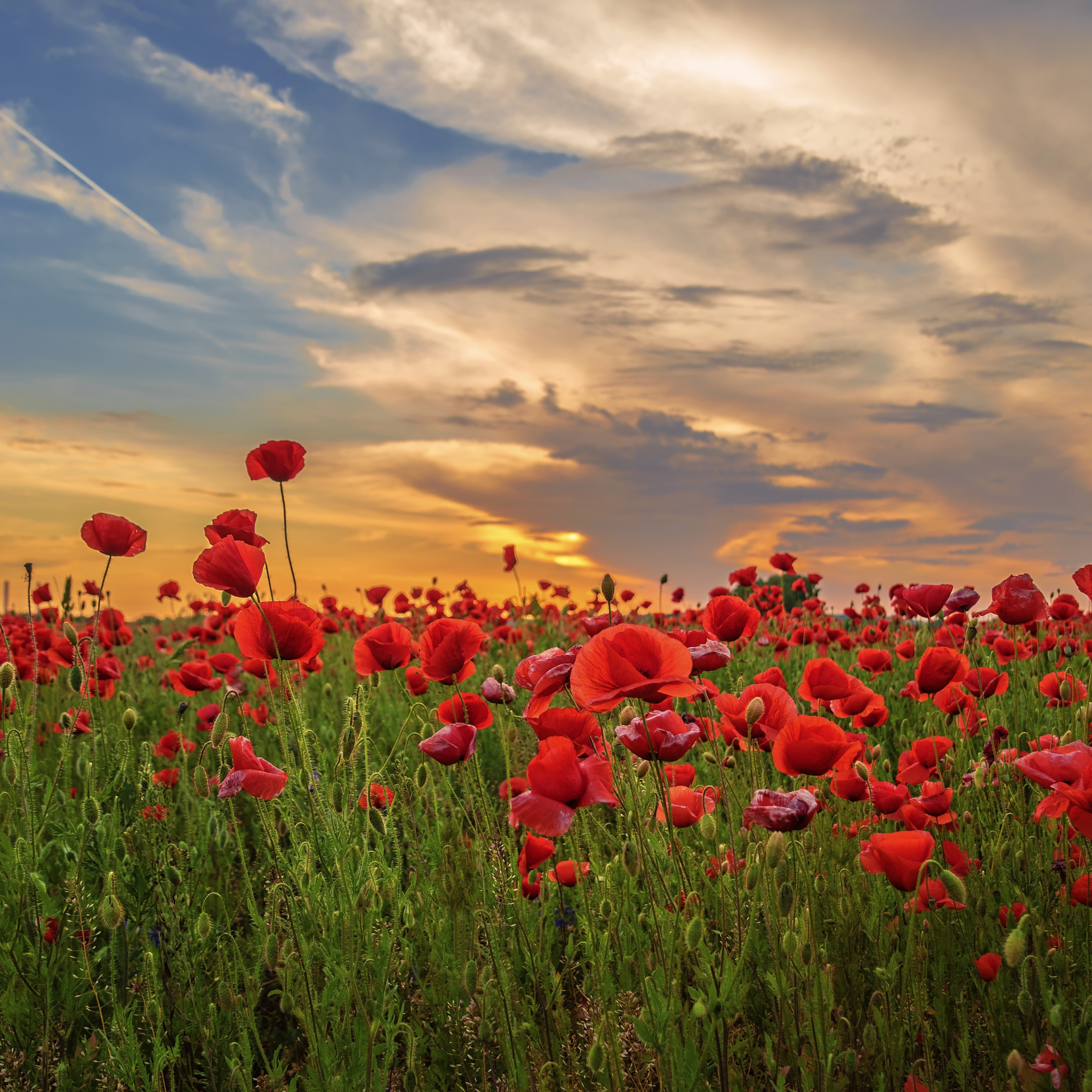 Download 2248x2248 wallpaper sunset, poppy, field, flowers, red, ipad ...