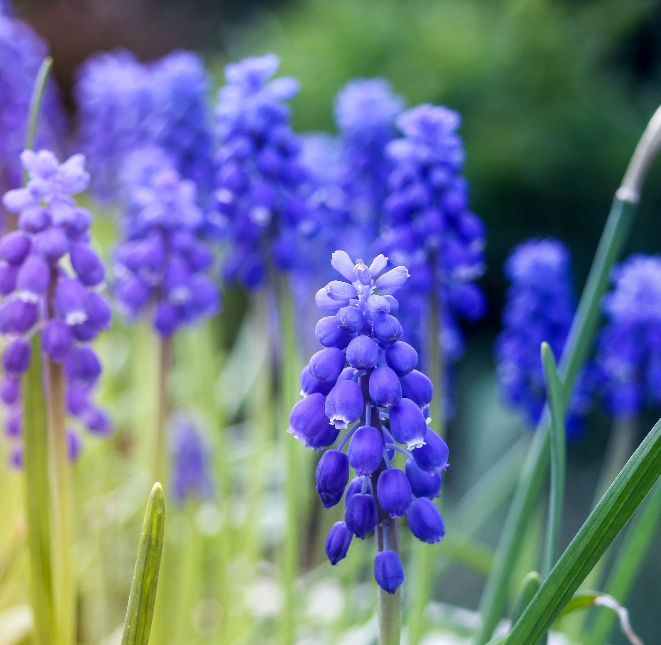 Garden Hyacinth Photos, Download The BEST Free Garden Hyacinth Stock Photos  & HD Images