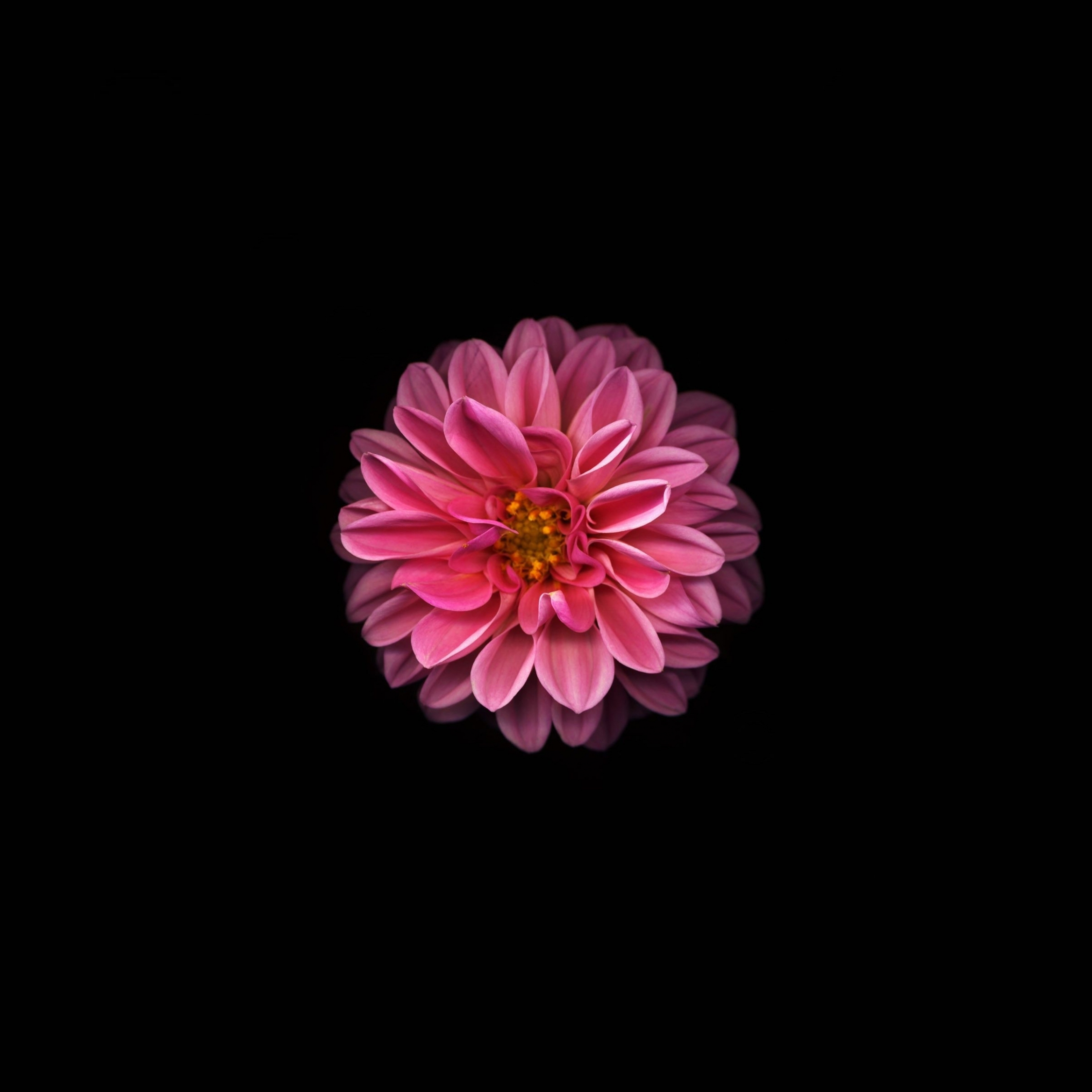 Download wallpaper 2248x2248 pink dahlia, minimal and dark, ipad air, ipad  air 2, ipad 3, ipad 4, ipad mini 2, ipad mini 3, 2248x2248 hd background,  26981