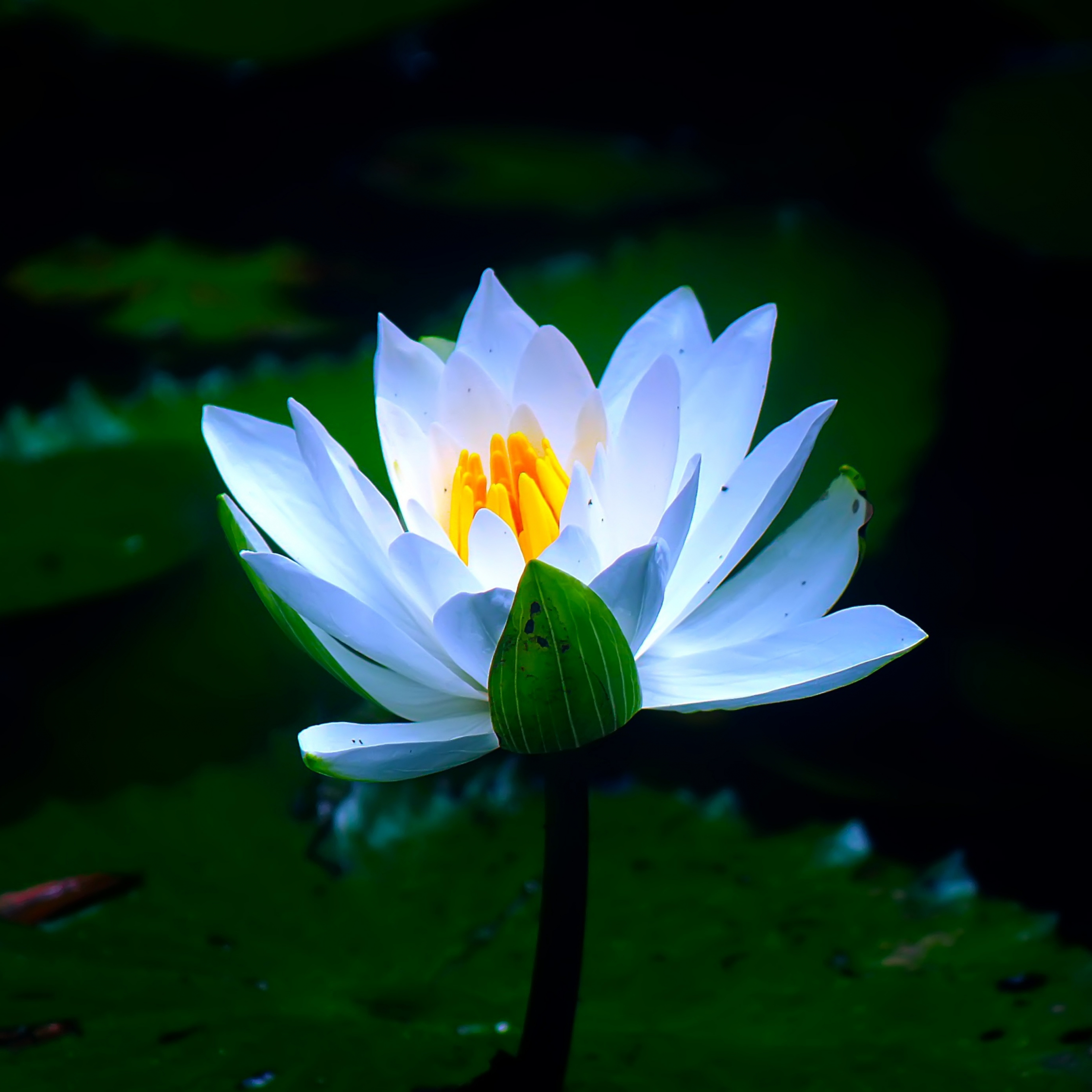 Download wallpaper 2248x2248 white, pond, flower, water lily, bloom