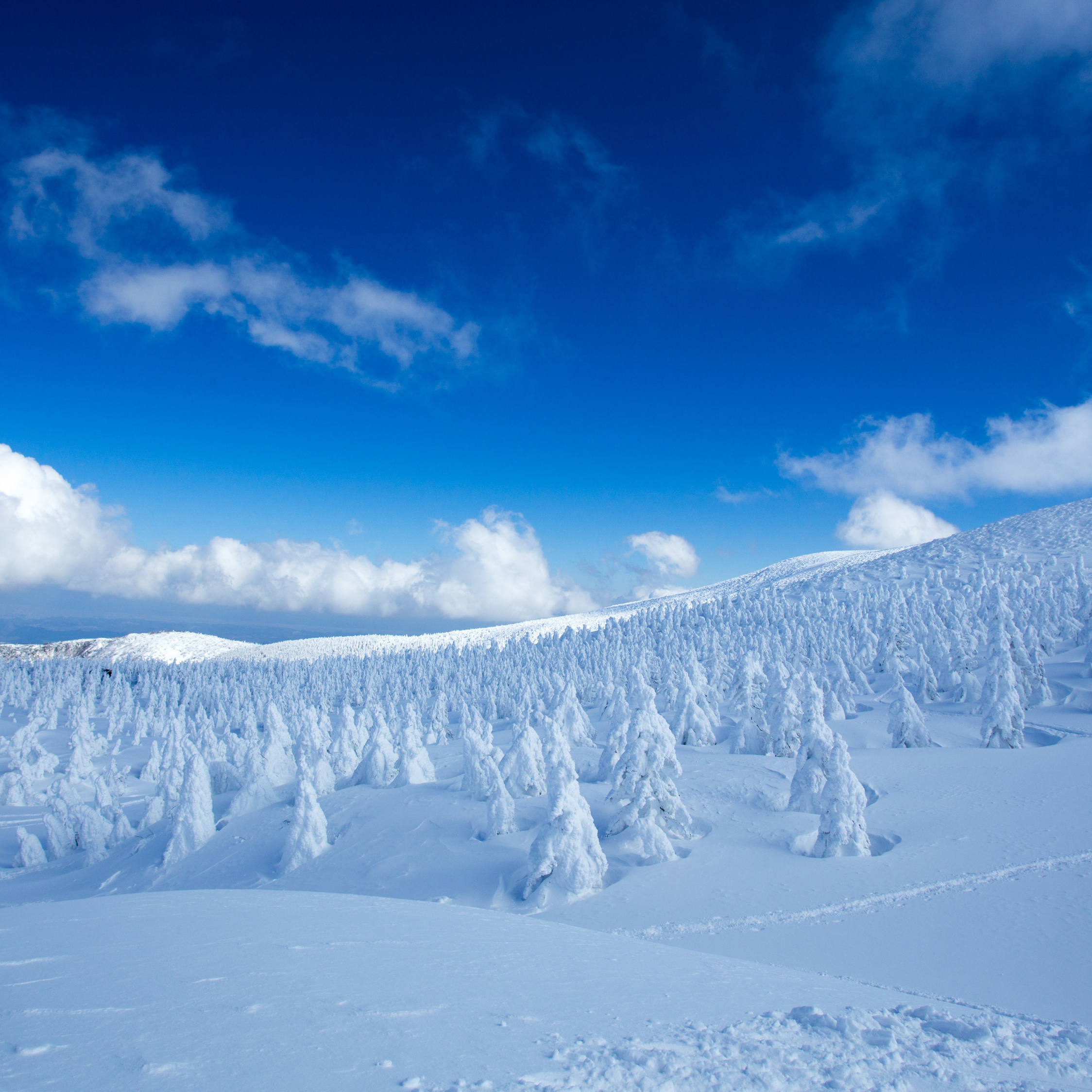 Download 2248x2248 Wallpaper Winter Snow Caped Trees Landscape Nature Ipad Air Ipad Air 2 Ipad 3 Ipad 4 Ipad Mini 2 Ipad Mini 3 2248x2248 Hd Image Background