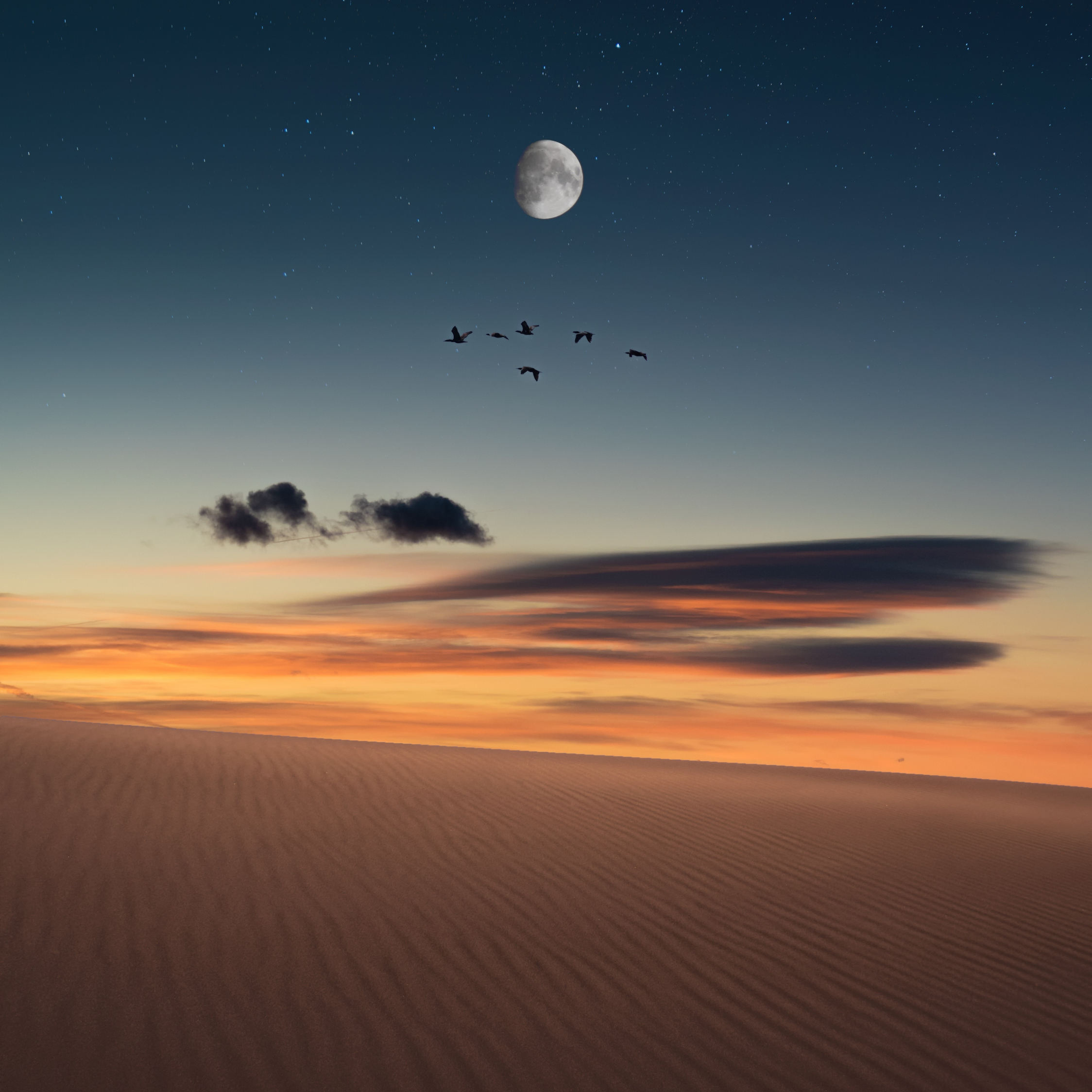 Full moon, birds, landscape, desert, 2248x2248 wallpaper