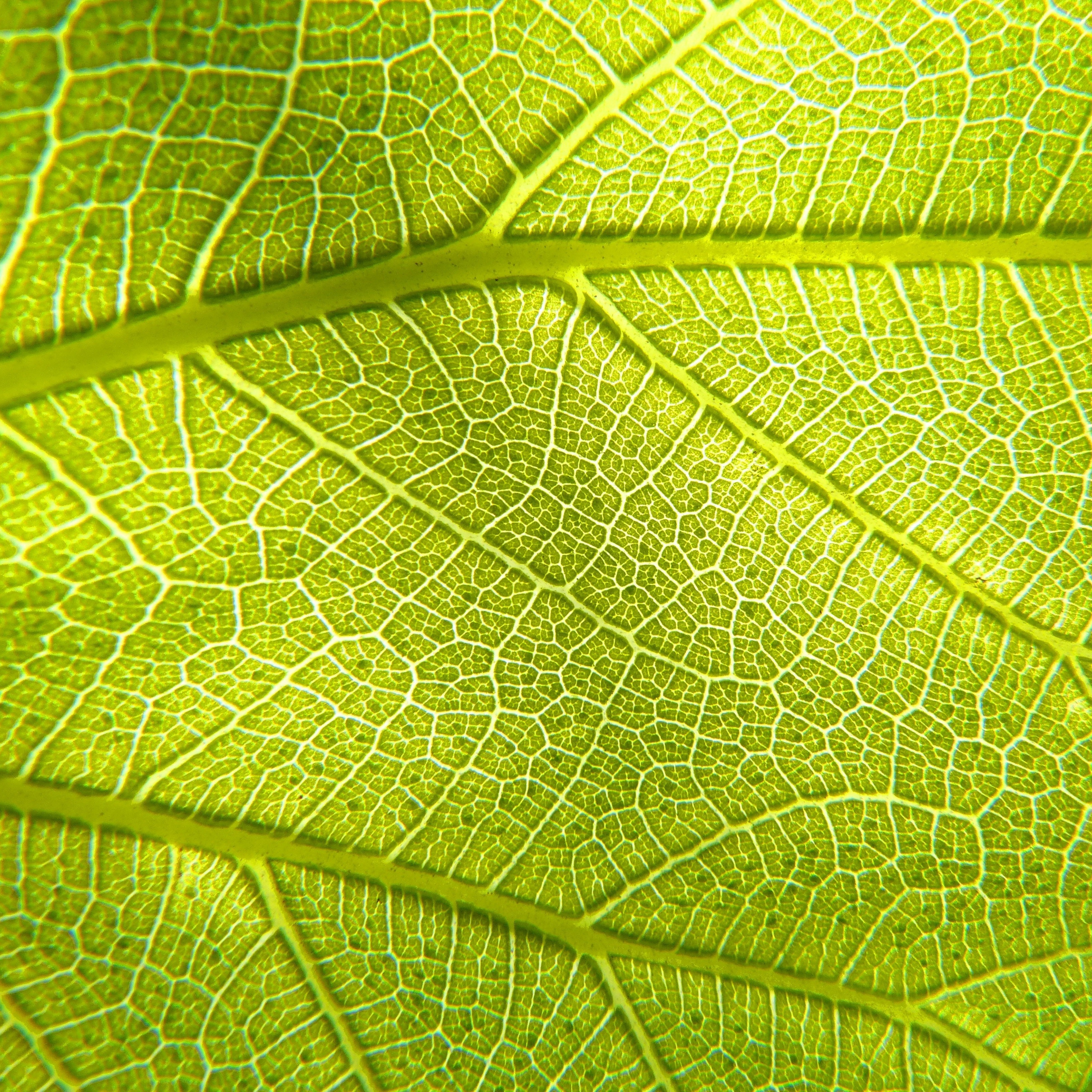 Хлорофилл в жизни растения. Фотосинтез листика. Фотосинтез на листочке. Текстура листвы. Зеленый лист.