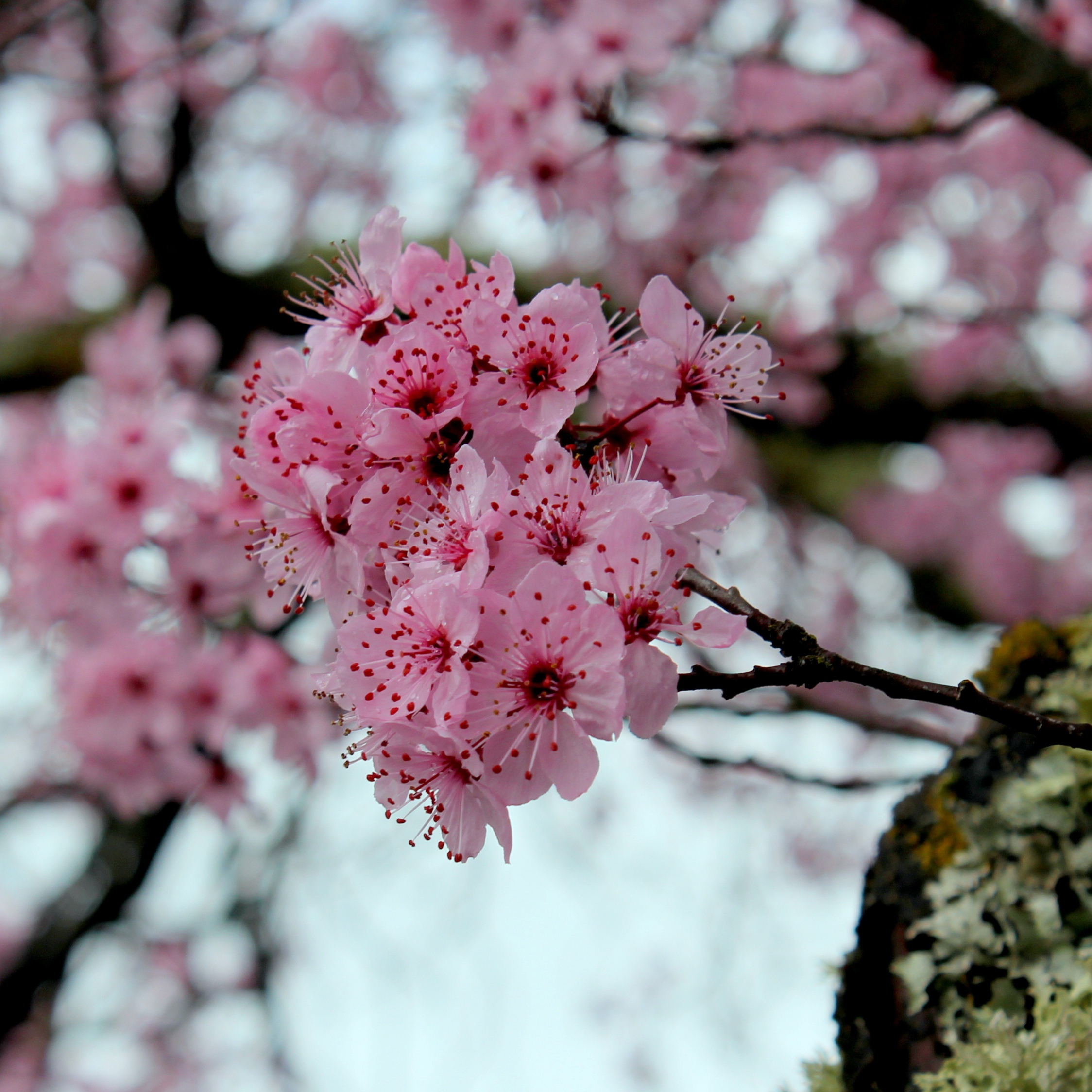 Сакура крупно. Цветы Сакуры. Цветущая вишня. Цветущая Сакура. Вишни в цвету.