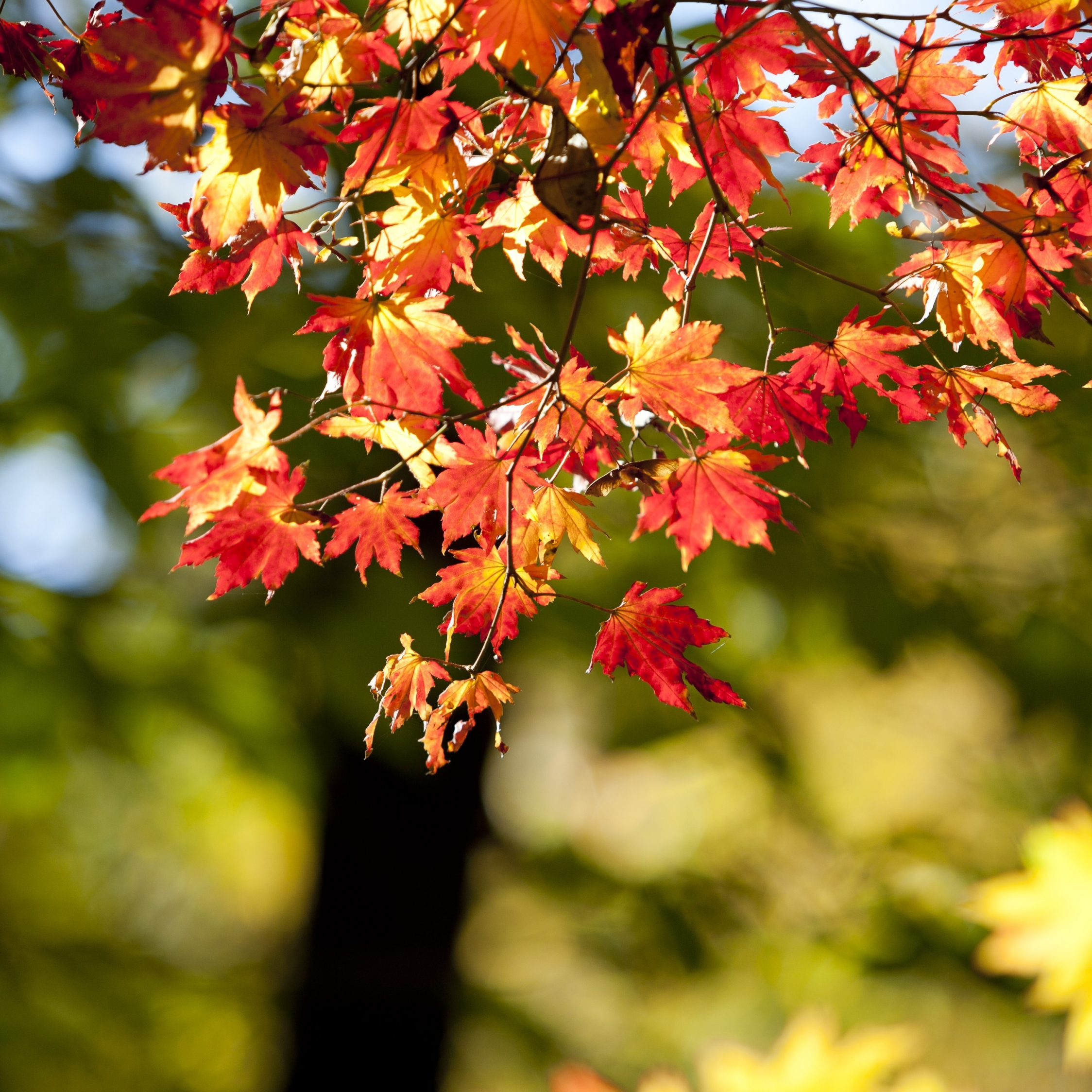 14++ Autumn Wallpaper Ipad Air - Basty Wallpaper