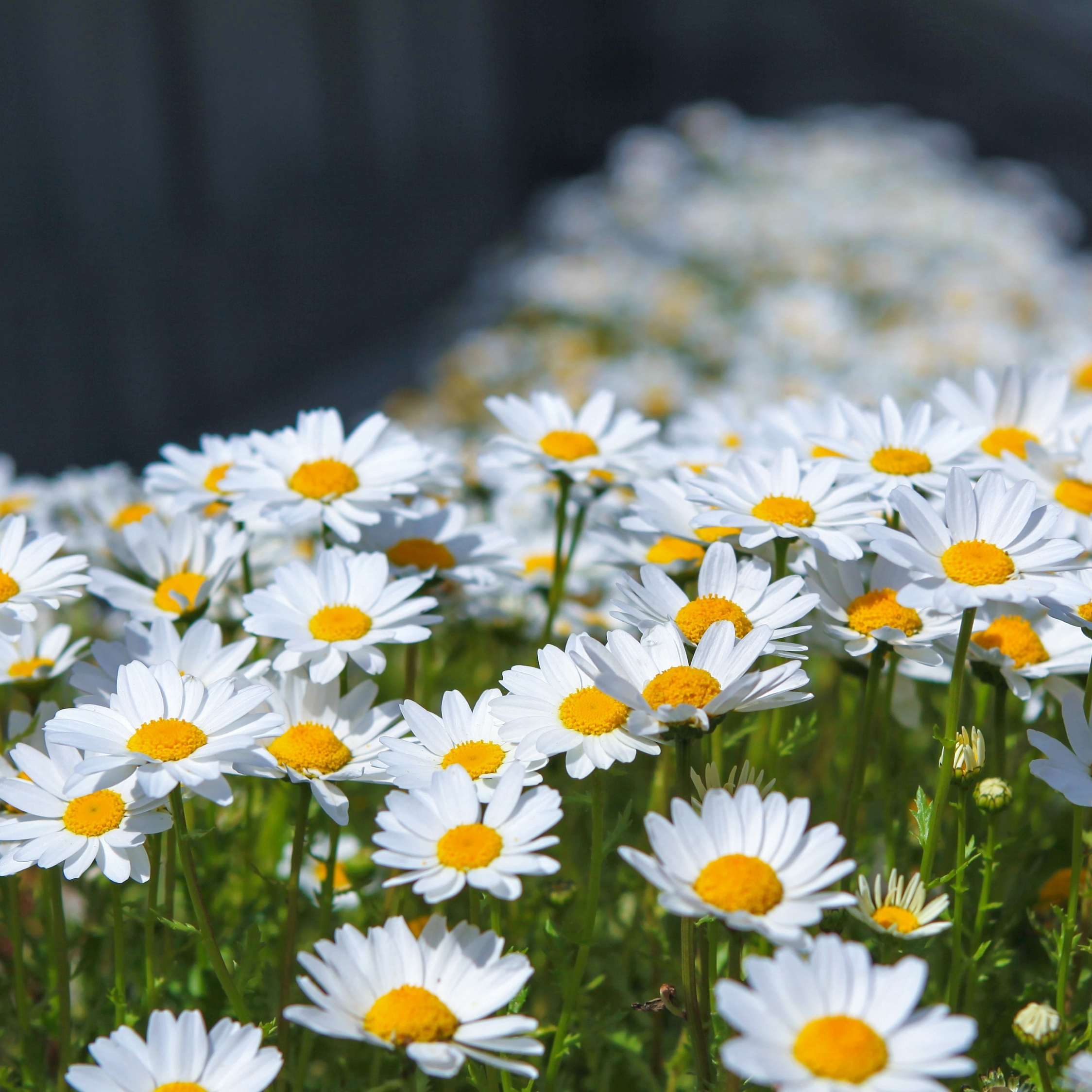 Meadow, spring, flowers, white daisy, 2248x2248 wallpaper