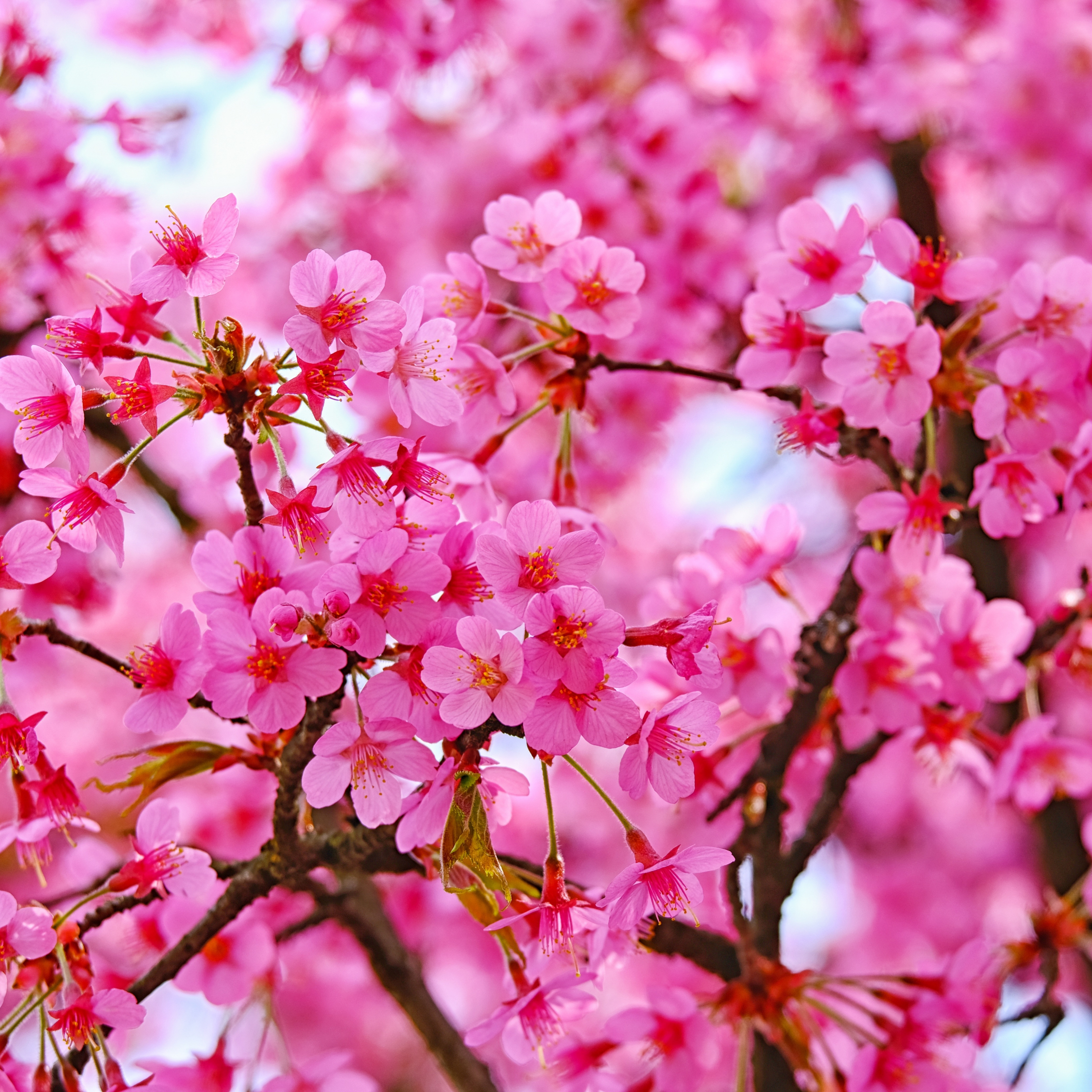 Cherry blossom, pink flowers, nature, 2248x2248 wallpaper