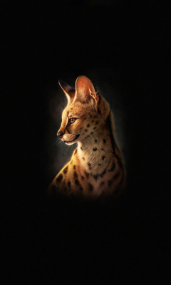 Leopard Cat Wallpaper for Samsung