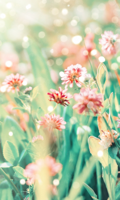 Blossom, pink-red flowers, plants, 240x400 wallpaper