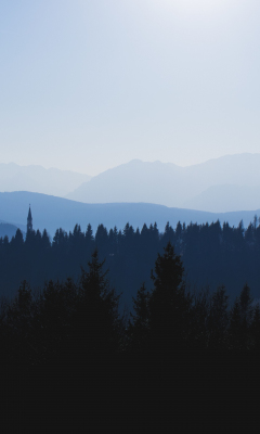 Download wallpaper 240x400 evening, silhouette, forest, trees, old ...