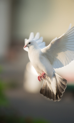 Download wallpaper 240x400 white dove, bird, flight, old mobile, cell ...