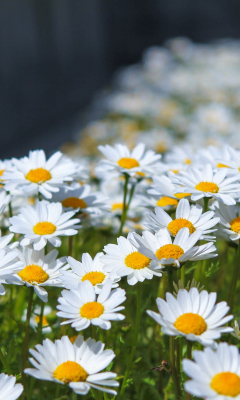 Meadow, spring, flowers, white daisy, 240x400 wallpaper