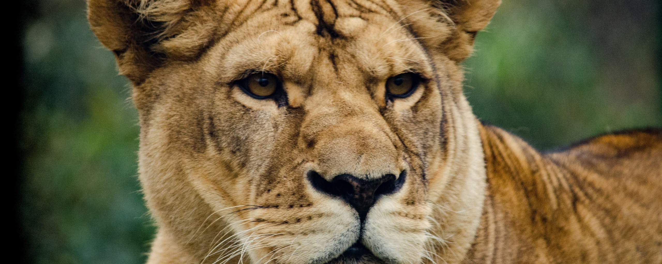 Download wallpaper 2560x1024 lioness muzzle, dual wide 21:9 2560x1024 ...