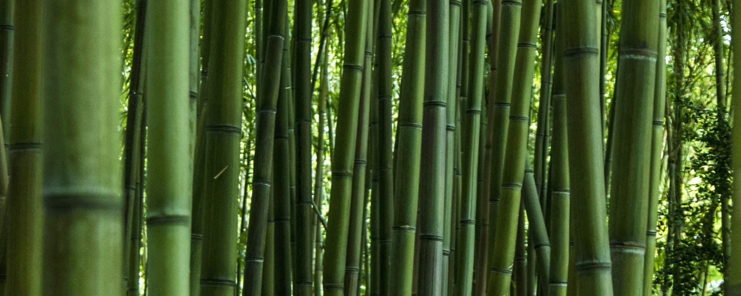 Download wallpaper 2560x1024 green, forest, bamboo, trees, dual wide 21 ...