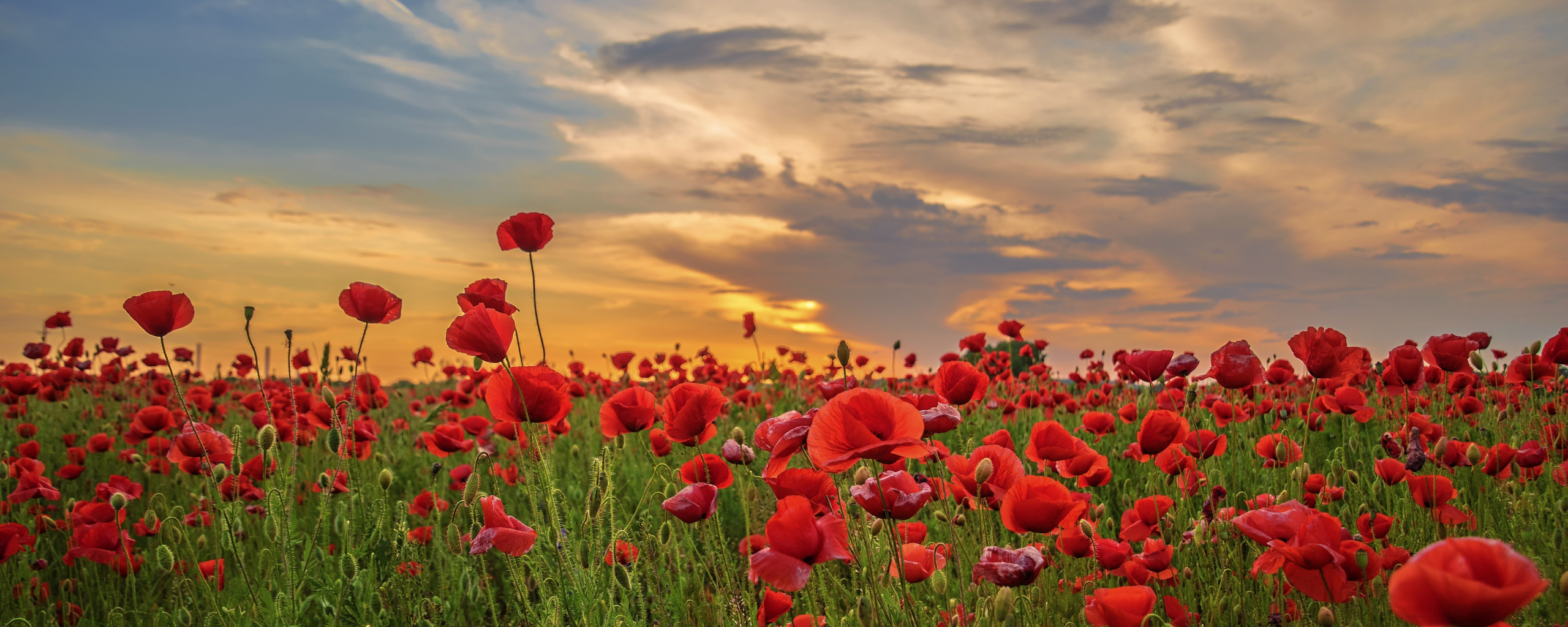 Download wallpaper 2560x1024 sunset, poppy, field, flowers, red, dual ...