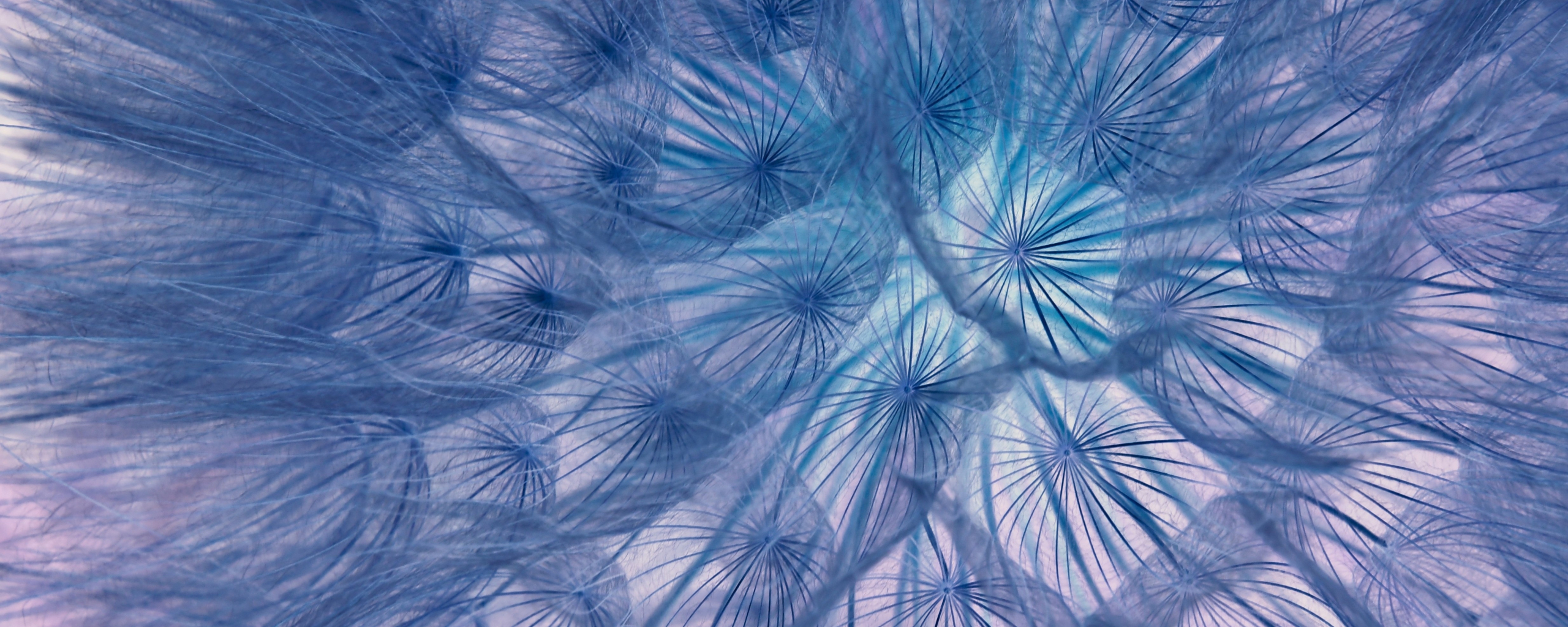 Flower, threads, close-up, dandelion, 2560x1024 wallpaper