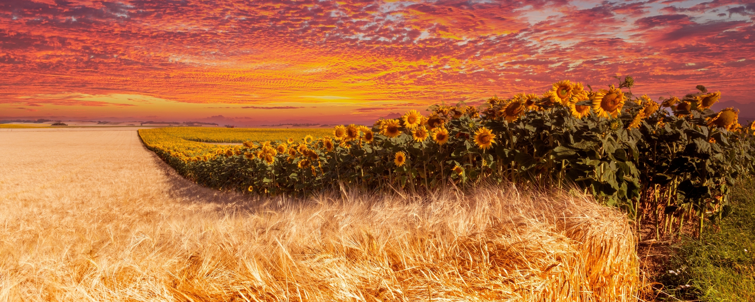 Wheat and sunflower farm, sunset, 2560x1024 wallpaper