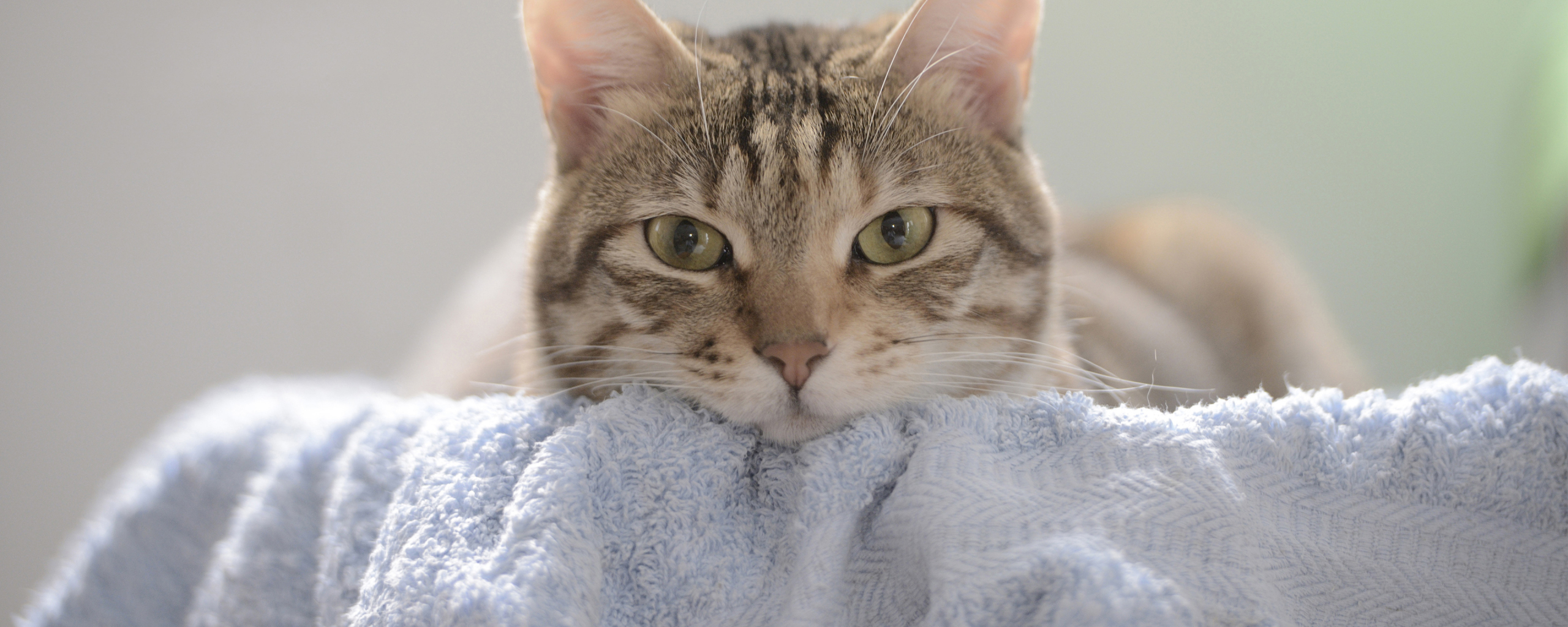Cute, cat's stare, animal, 2560x1024 wallpaper