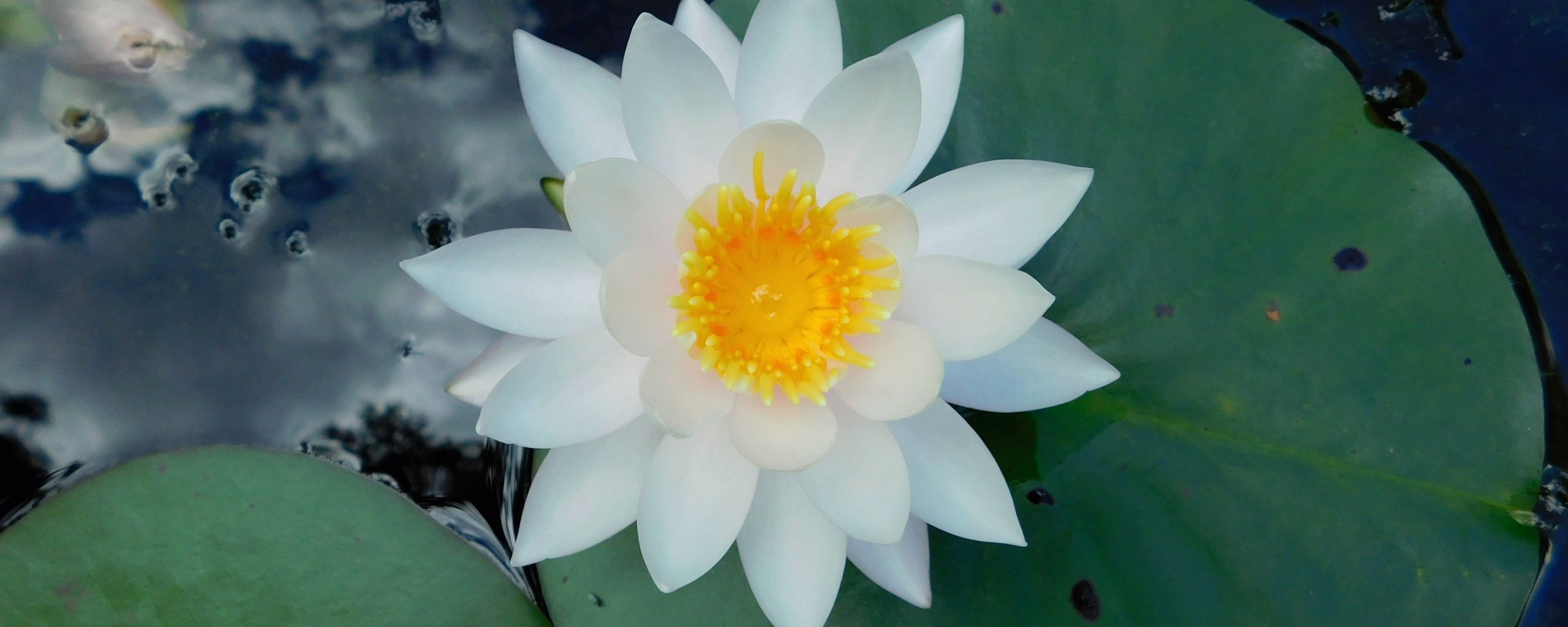 Download wallpaper 2560x1024 water lily, white flower, leaf, pond, dual