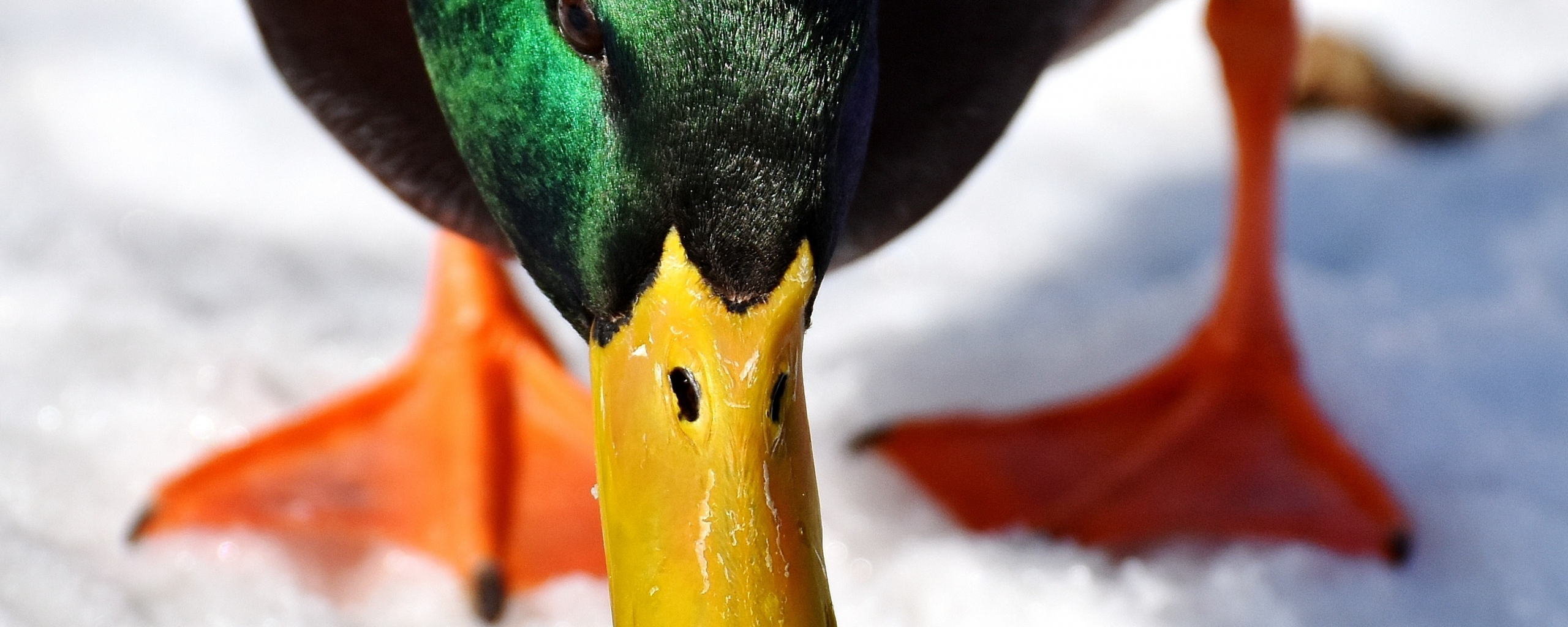 Download wallpaper 2560x1024 duck, mallard, beak, muzzle, colorful