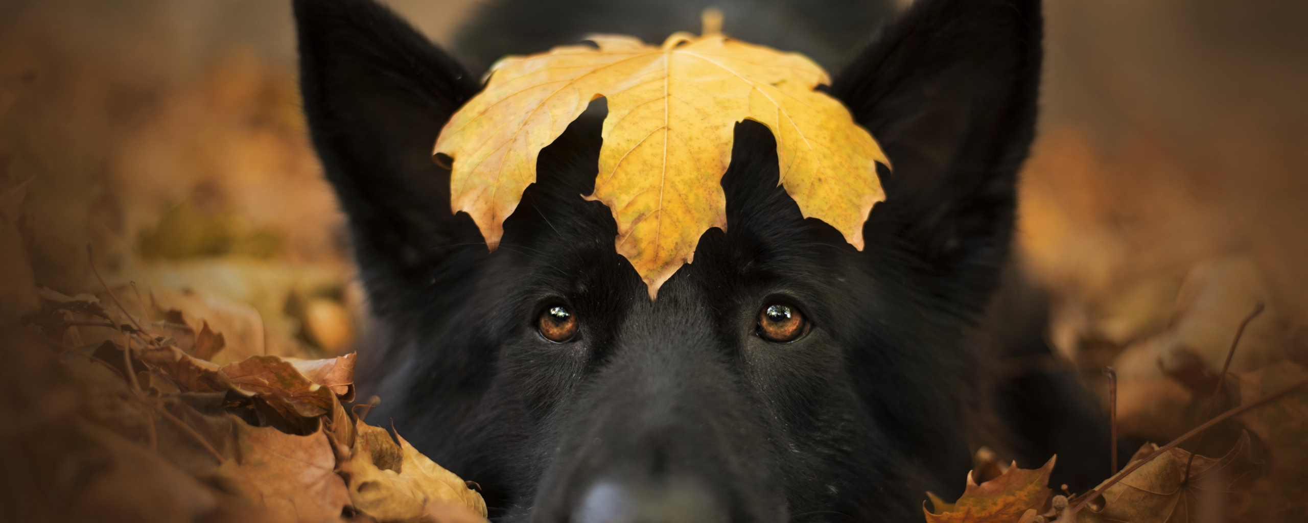 Dog and autumn, cute stare, close up, 2560x1024 wallpaper