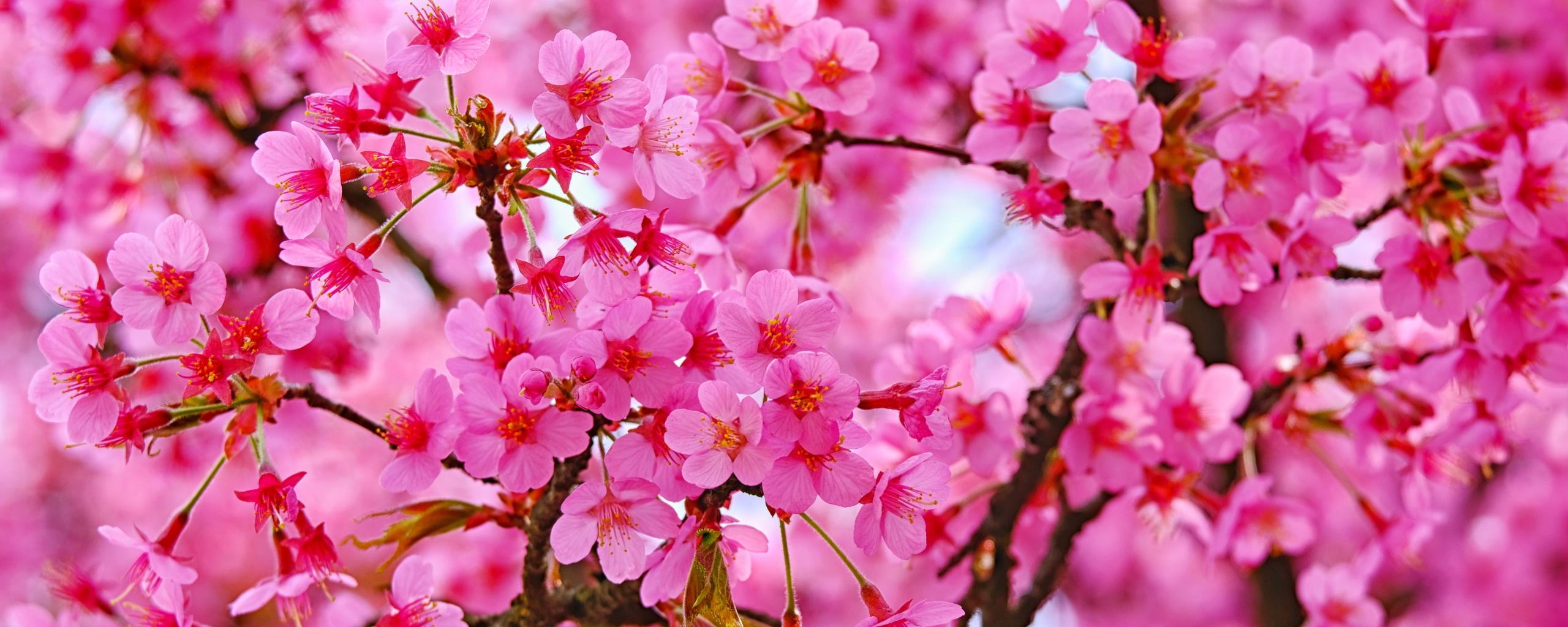 Cherry blossom, pink flowers, nature, 2560x1024 wallpaper