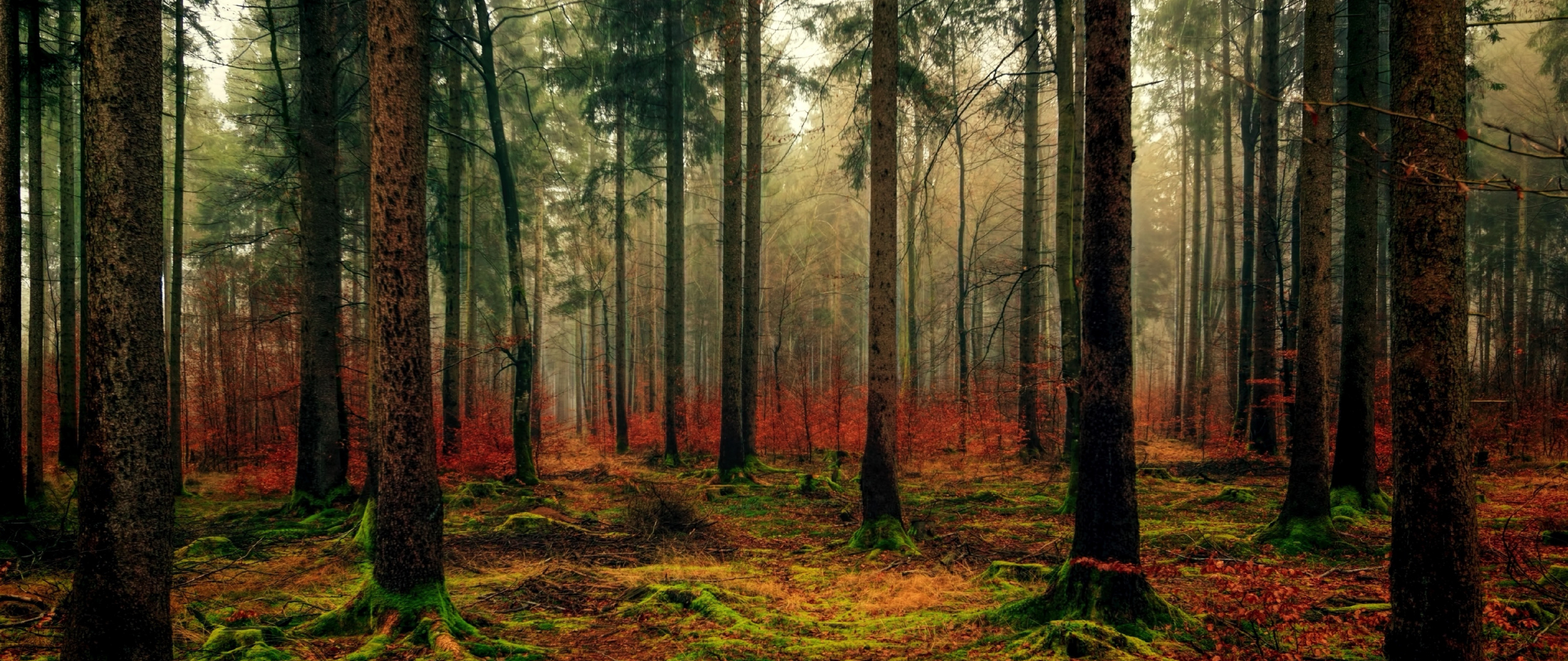 Download 2560x1080 Wallpaper Forest Haze Moss Nature Tree Dual Wide Widescreen 2560x1080 Hd Image Background 2352