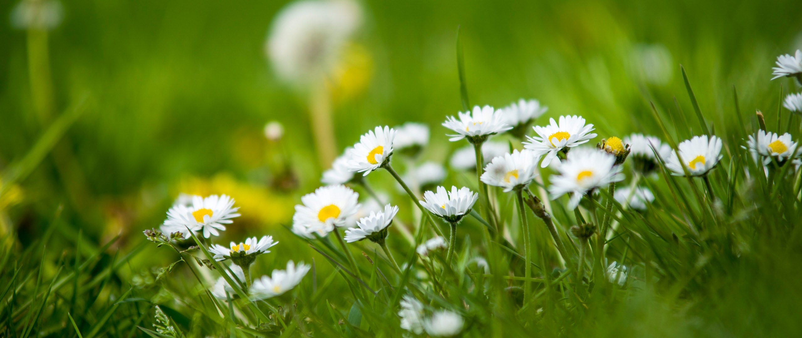 Meadow, small white daisy, green grass, 2560x1080 wallpaper