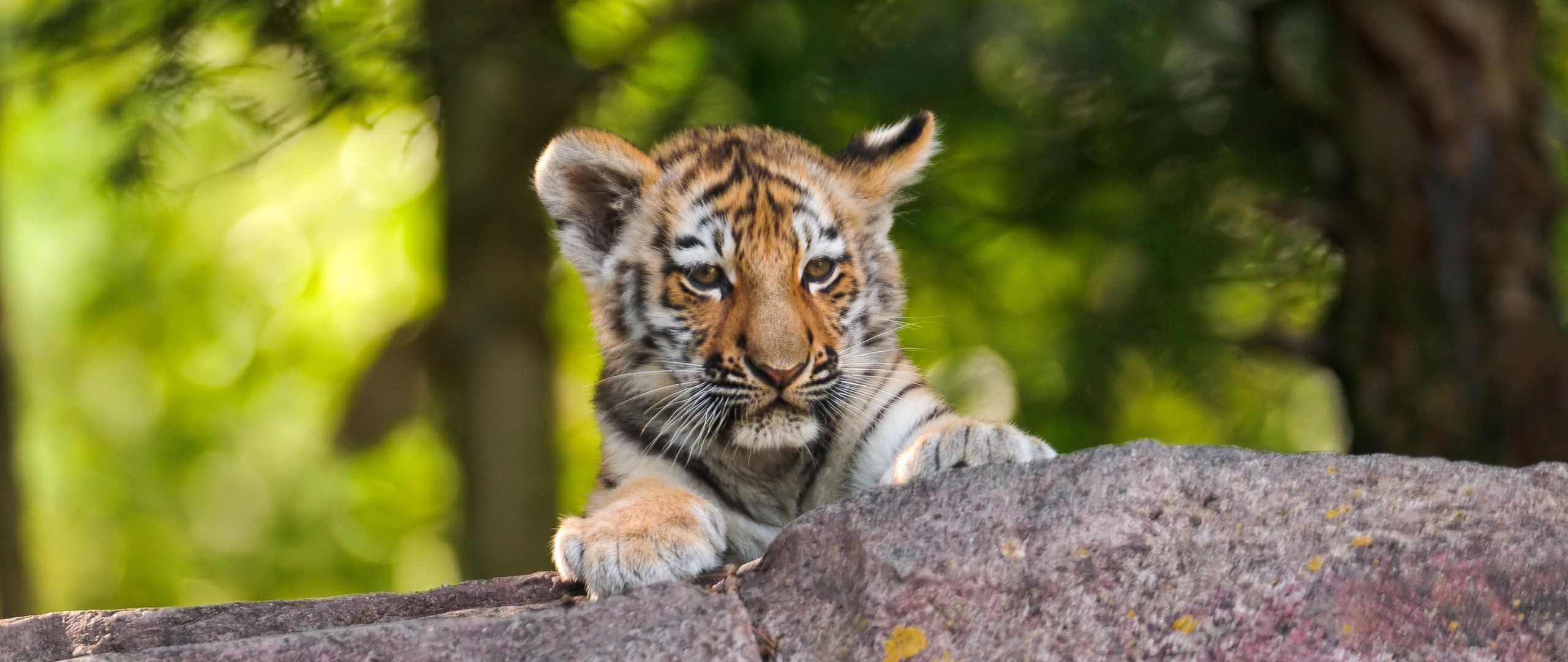 Download wallpaper 2560x1080 teen tiger, wild beast, animal, dual wide ...