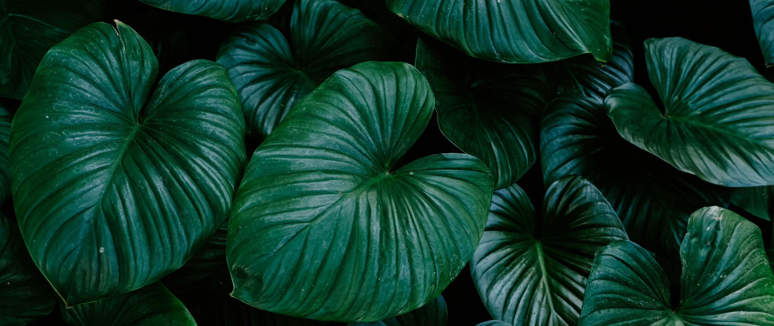 Download wallpaper 2560x1080 flora, green and bright leaf, big, dual ...