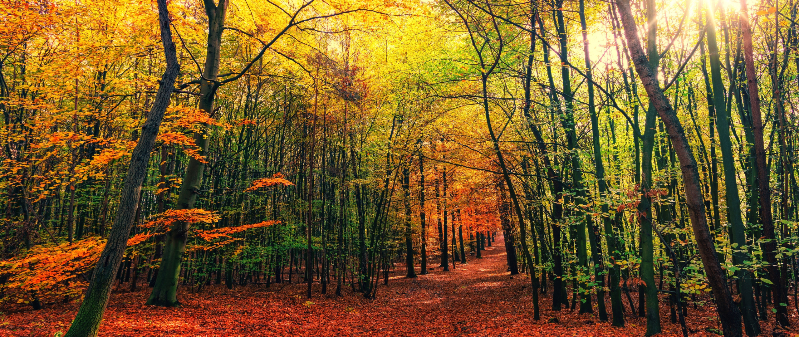 Download 2560x1080 wallpaper autumn, leaves, fall, tree, forest, nature ...