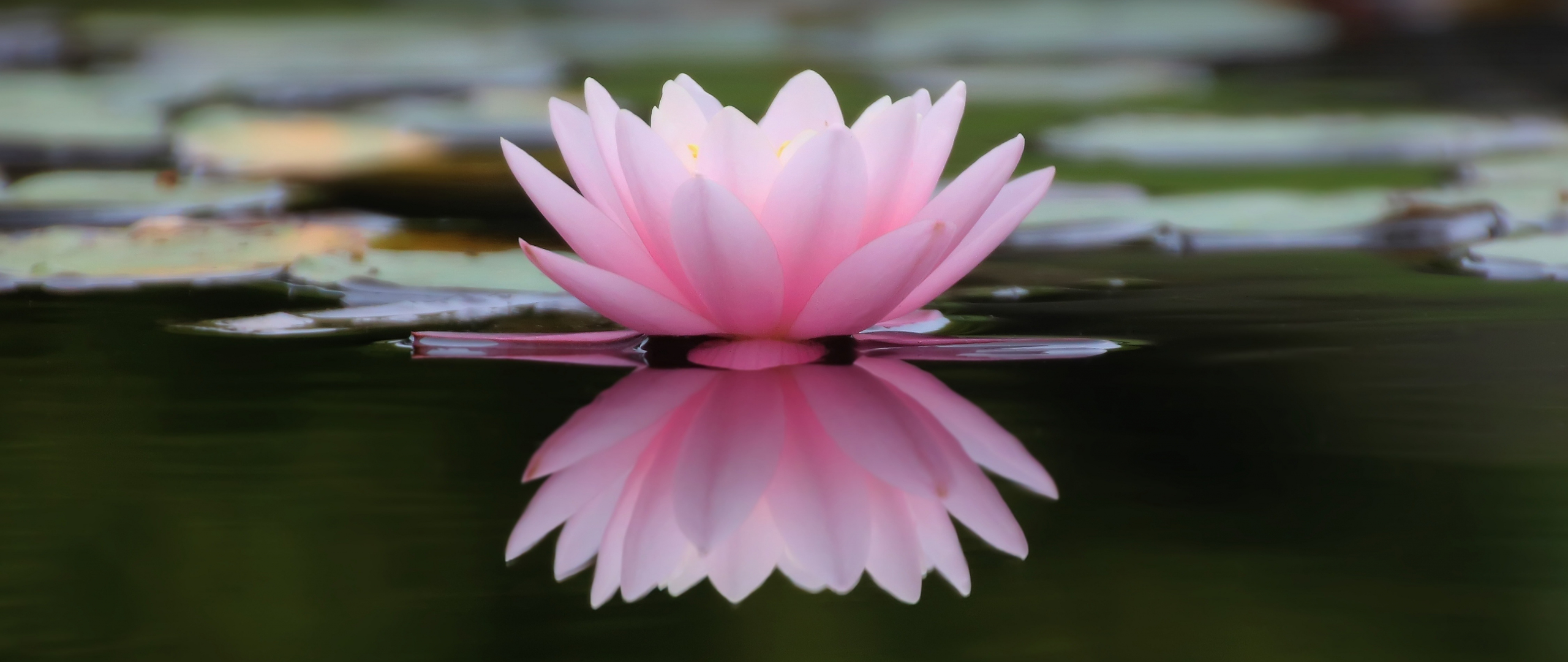 Download wallpaper 2560x1080 lake, flower, pink water lily, reflections ...