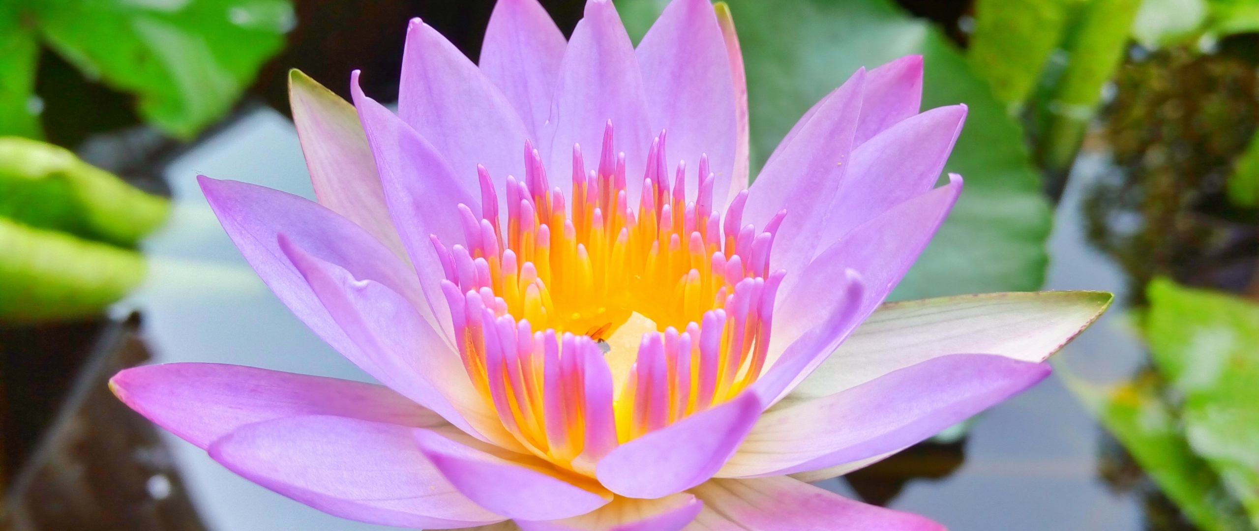 Download wallpaper 2560x1080 bloom, pink, water lily, close up, dual ...