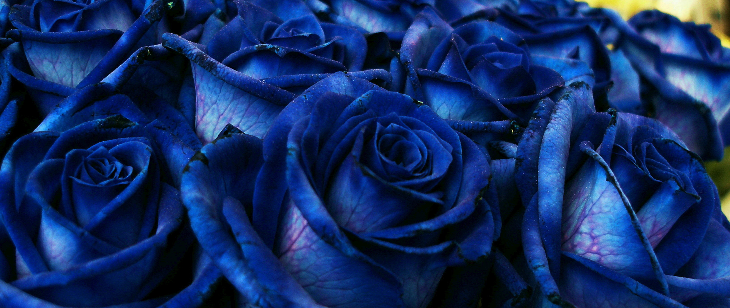 Голубые розы обои