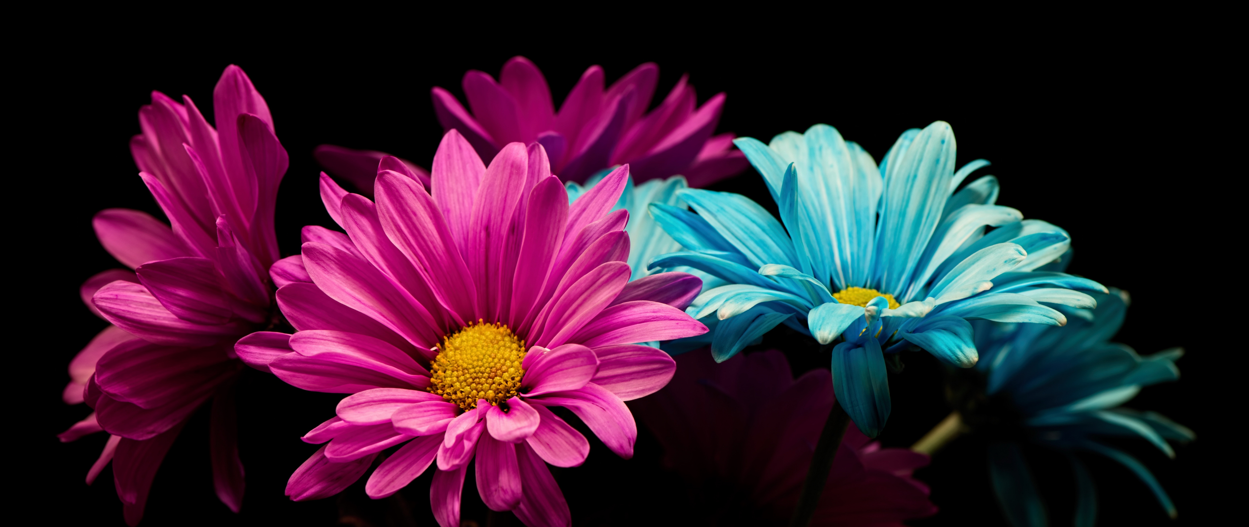 Download wallpaper 2560x1080 colorful, daisy, flowers, portrait, dual ...