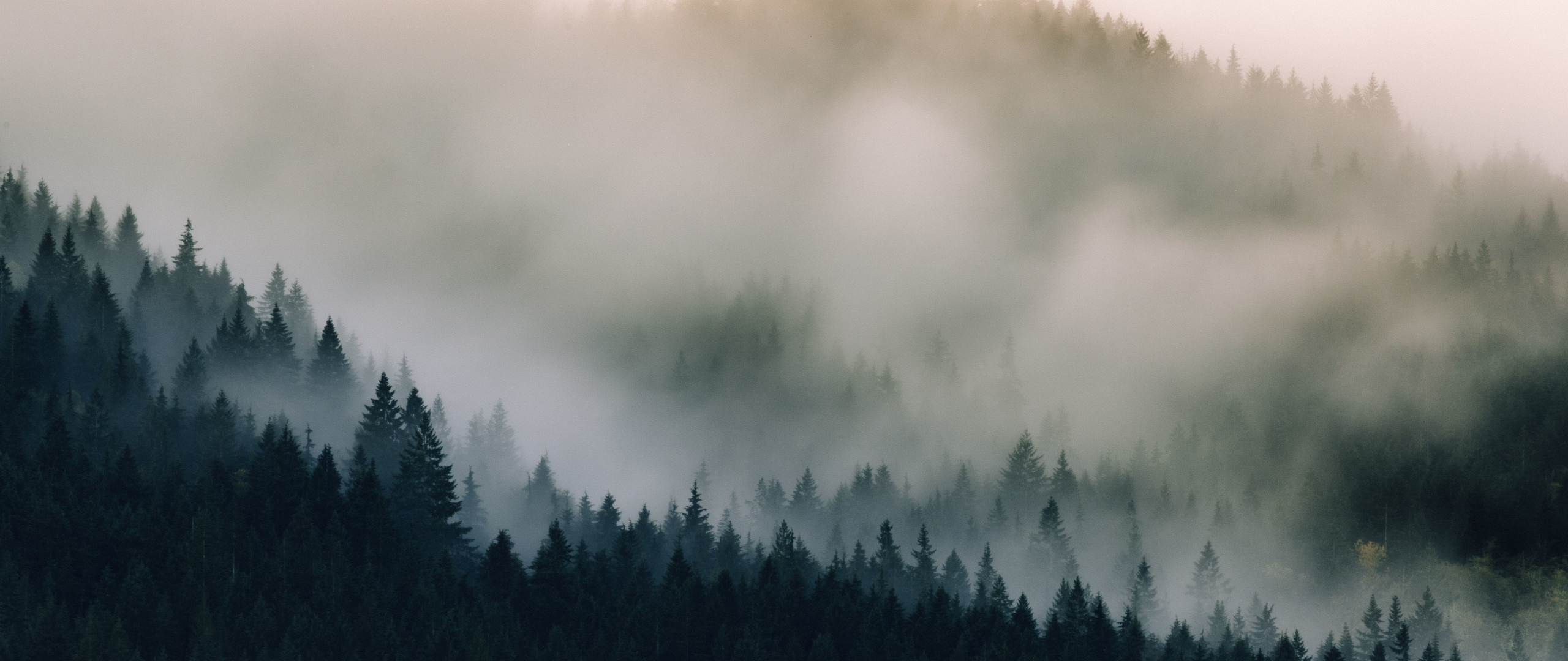 Download 2560x1080 wallpaper mist, fog, pine trees, nature, dual wide ...