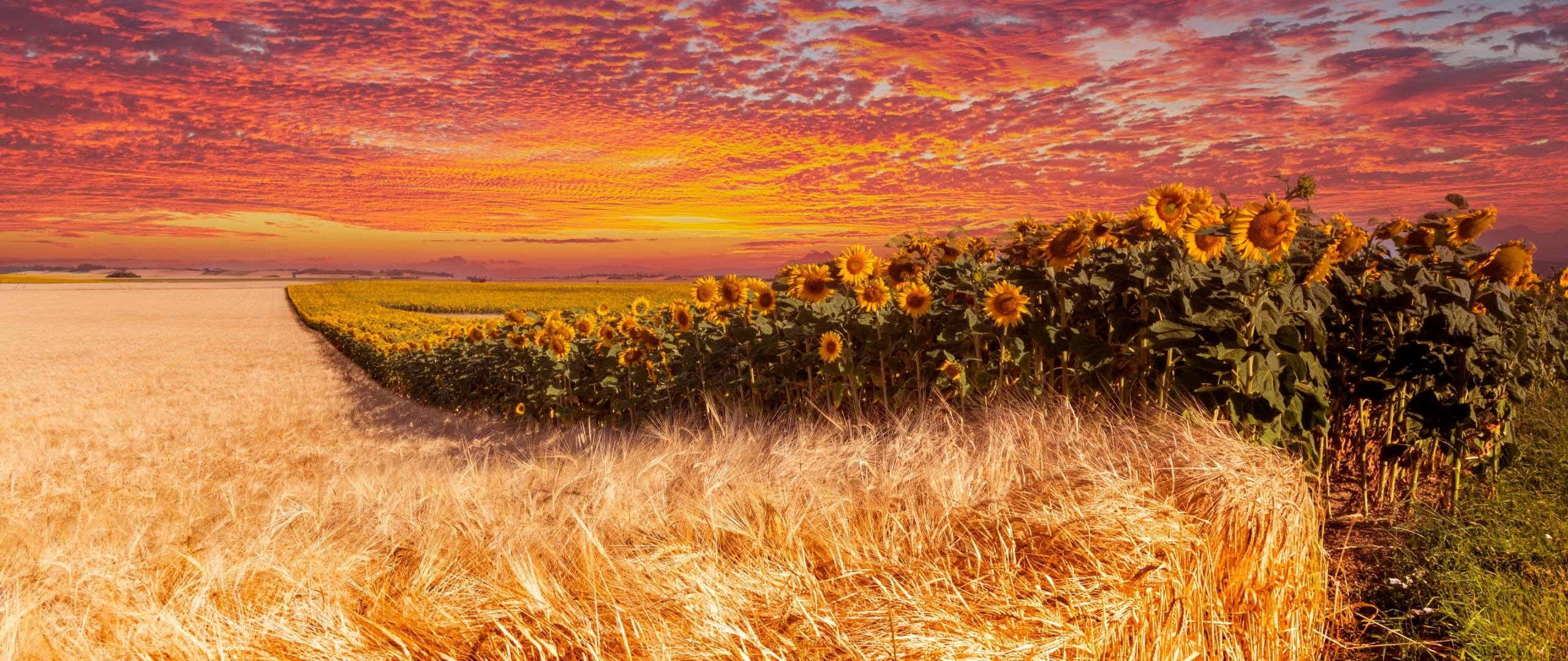 Wheat and sunflower farm, sunset, 2560x1080 wallpaper
