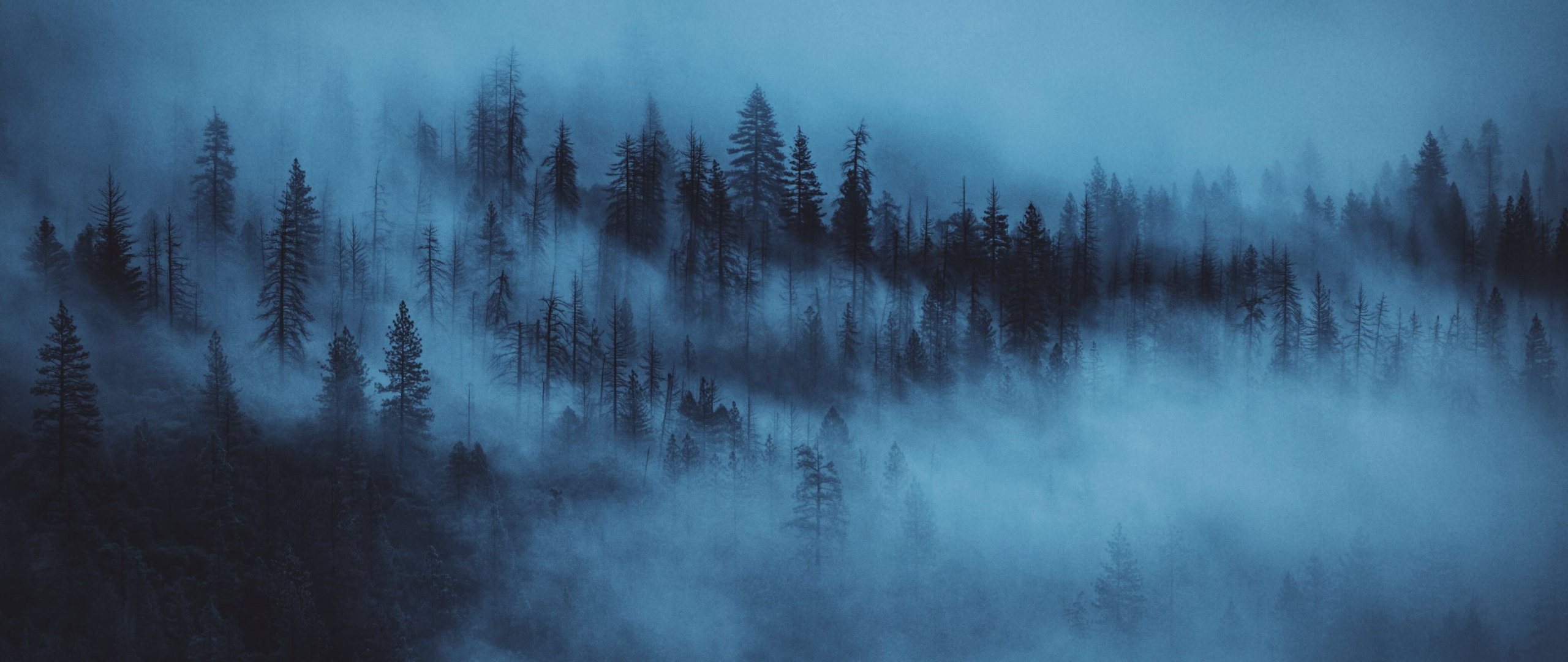 Download wallpaper 2560x1080 dark, mist, trees, forest, dual wide 2560x1080  hd background, 16864