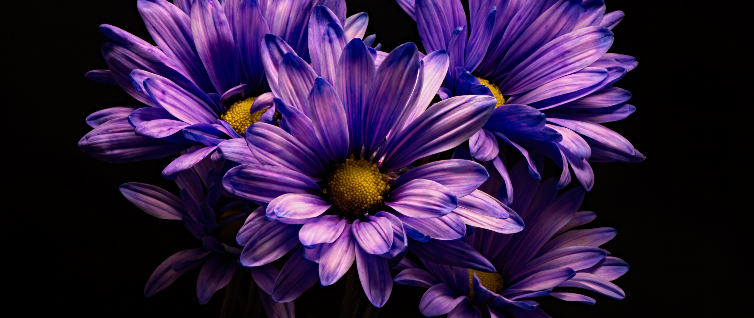 Download wallpaper 2560x1080 violet flower, chrysanthemum, flower, dual ...