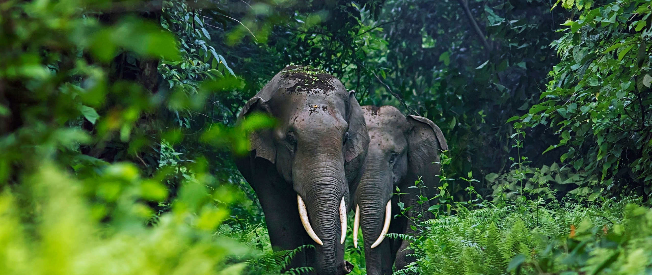 Download wallpaper 2560x1080 wildlife, adorable elephants, forest, dual ...