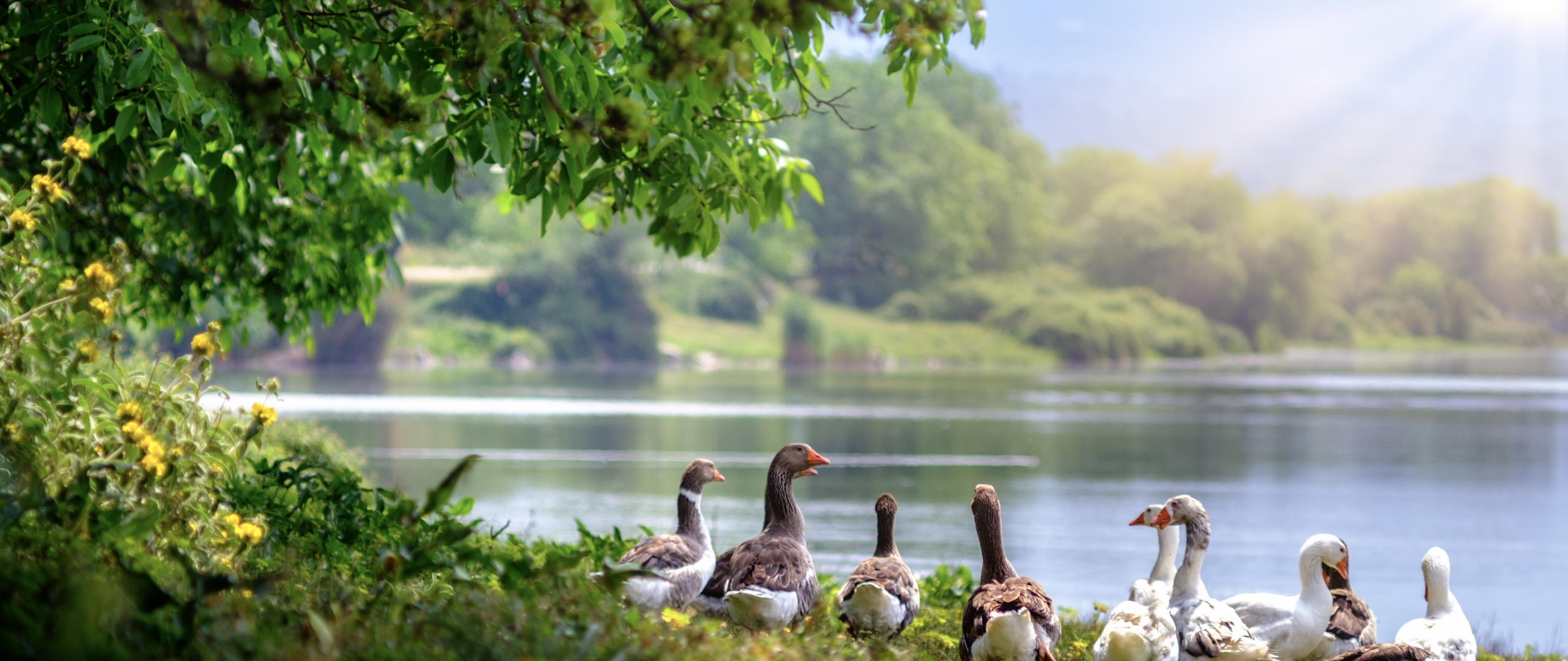 Download 2560x1080 Wallpaper Wild Geese Aquatic Birds Lake Dual Wide