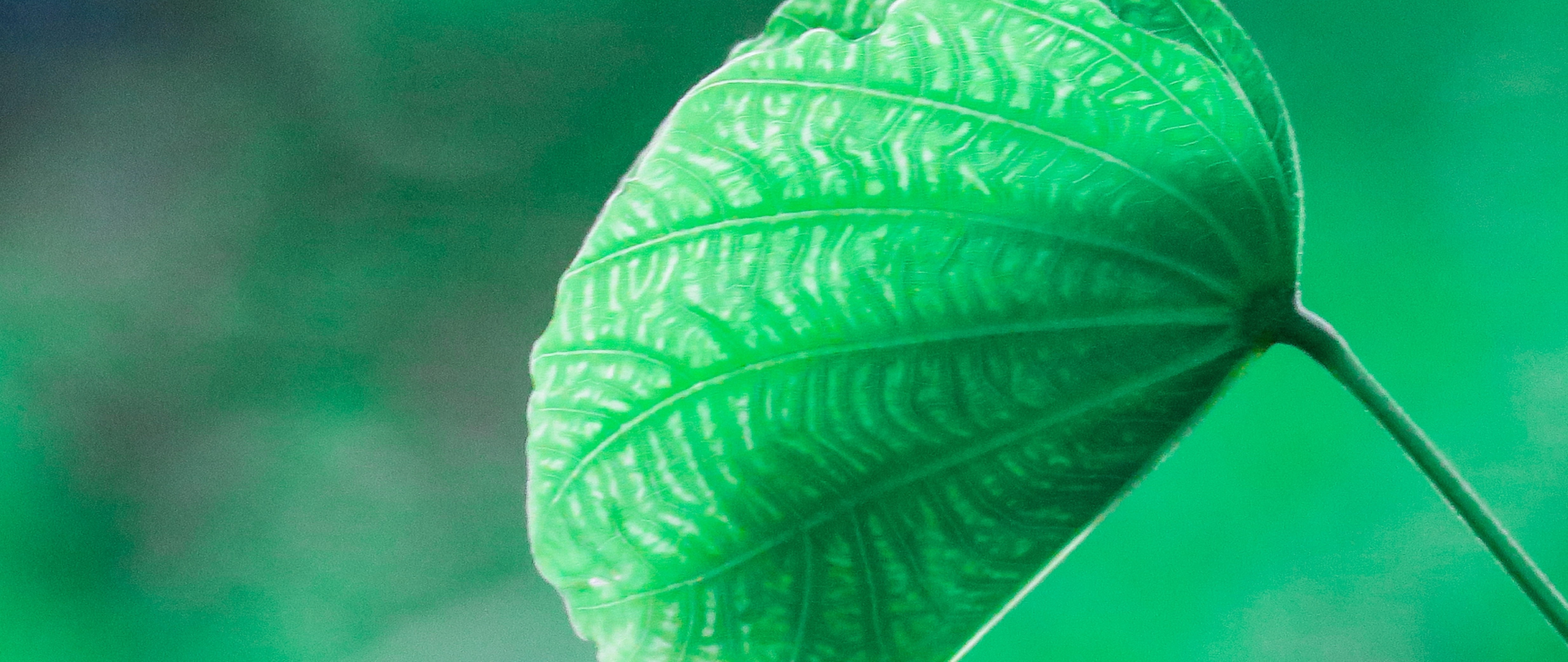 Download wallpaper 2560x1080 close up, green leaf, blur, dual wide ...