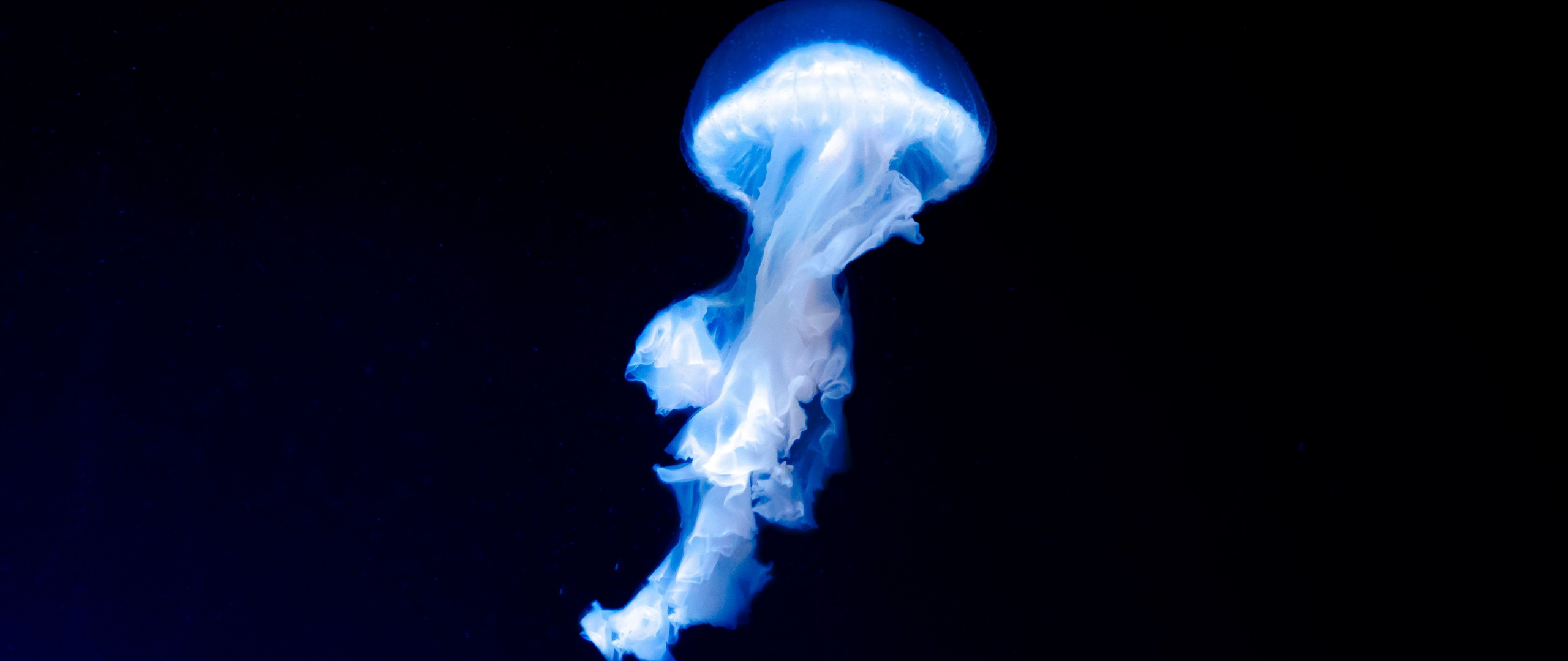 Download wallpaper 2560x1080 blue jellyfish, dark, glow, dual wide ...