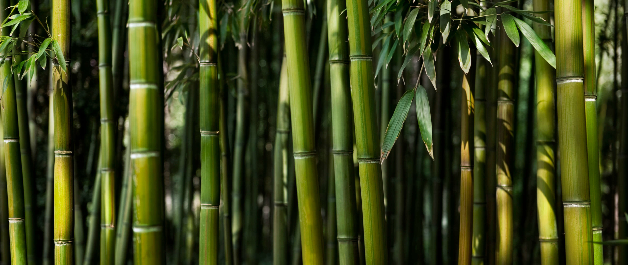 Download wallpaper 2560x1080 green trees, forest, bamboo, dual wide ...