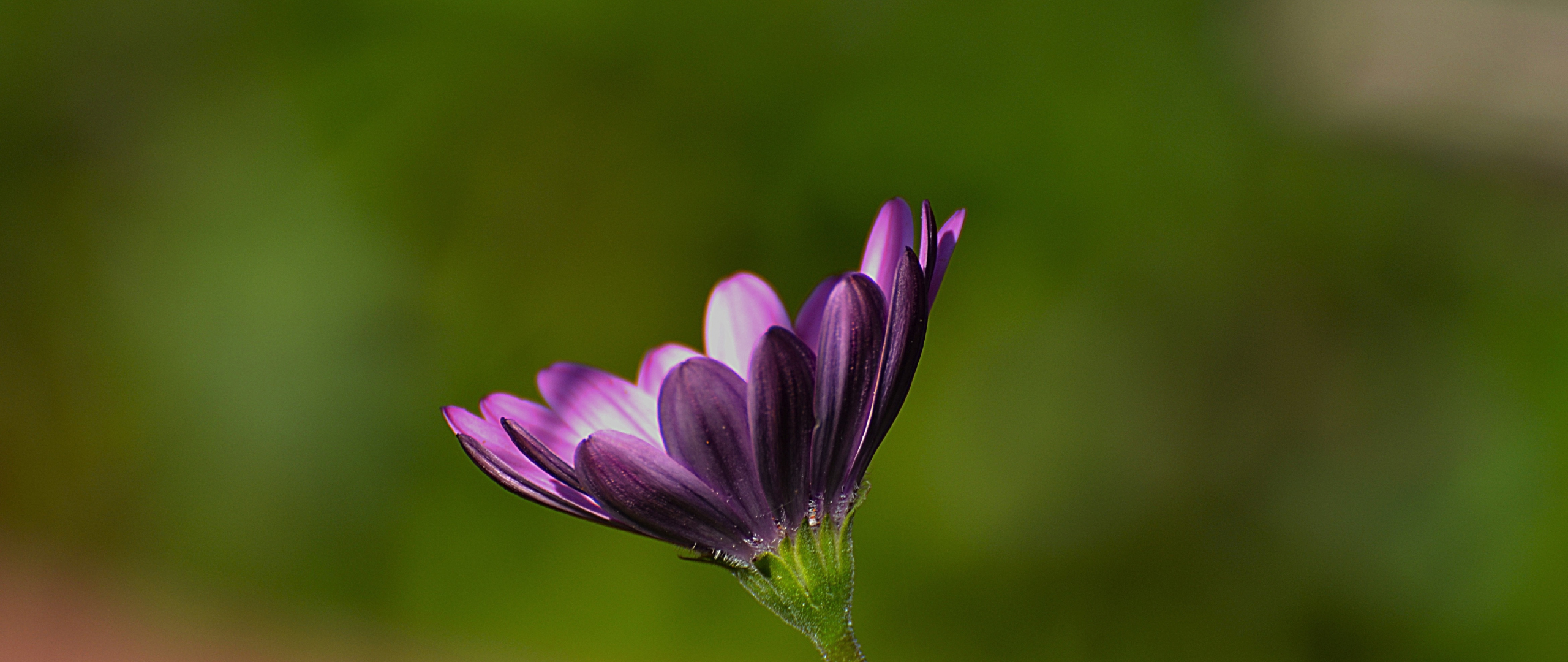Download wallpaper 2560x1080 purple flower, close up, blur, bloom, dual ...
