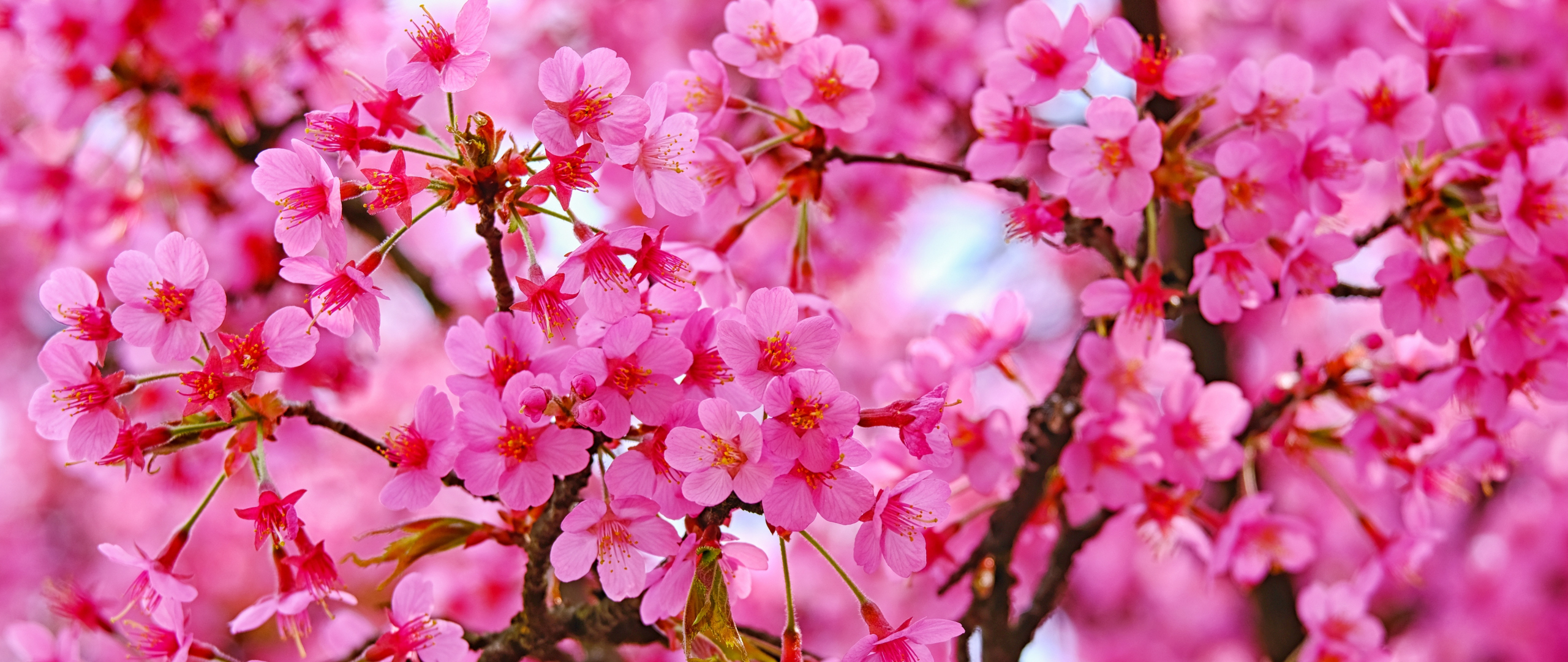 Cherry blossom, pink flowers, nature, 2560x1080 wallpaper
