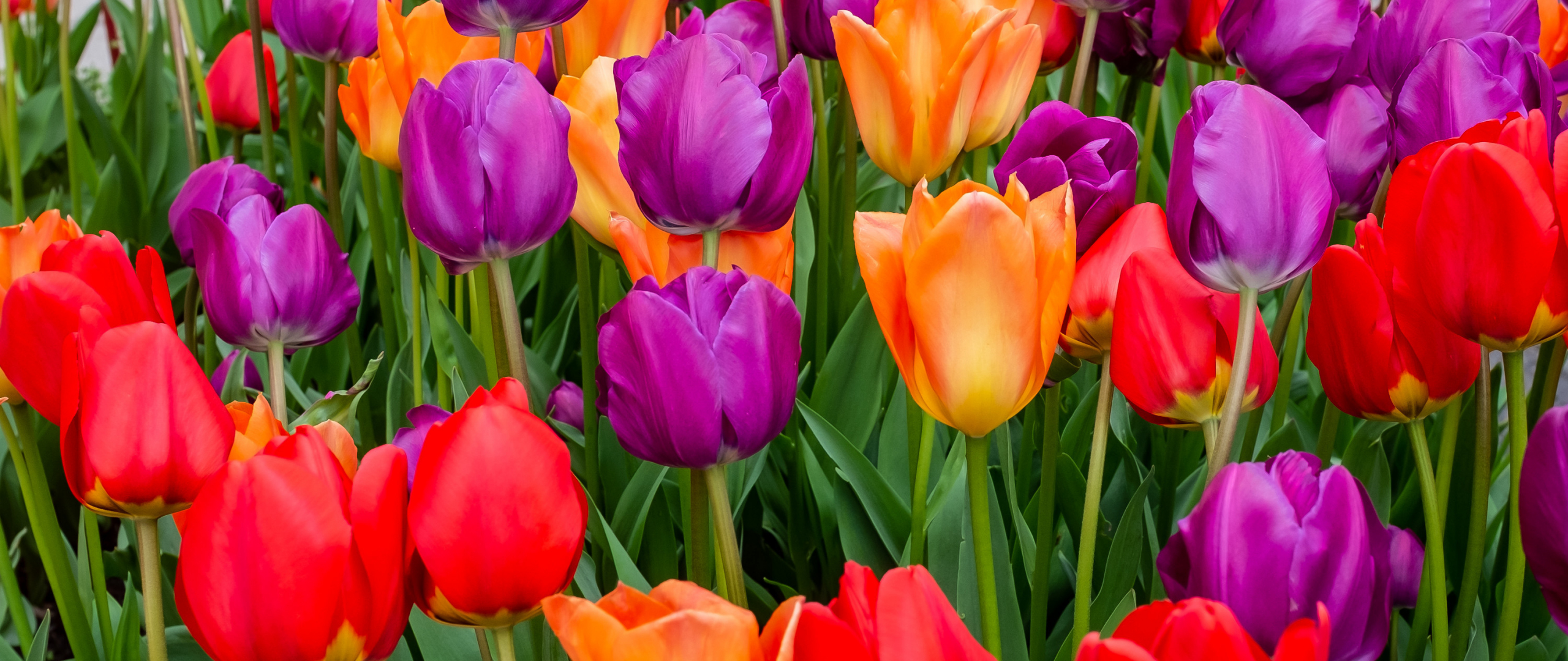 Download Wallpaper 2560x1080 Tulips Flowers, Multicolored, Bloom, Dual 