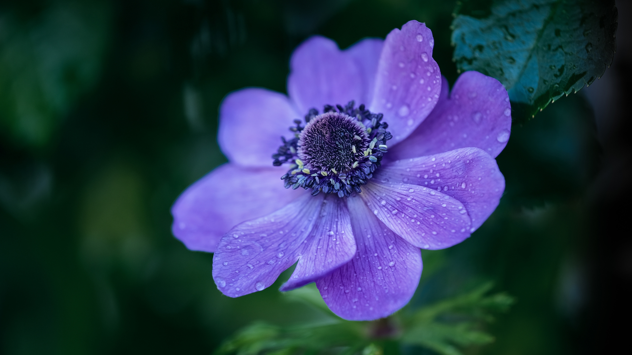 Download wallpaper 2560x1440 bright violet flower, drops, dual wide 16: ...