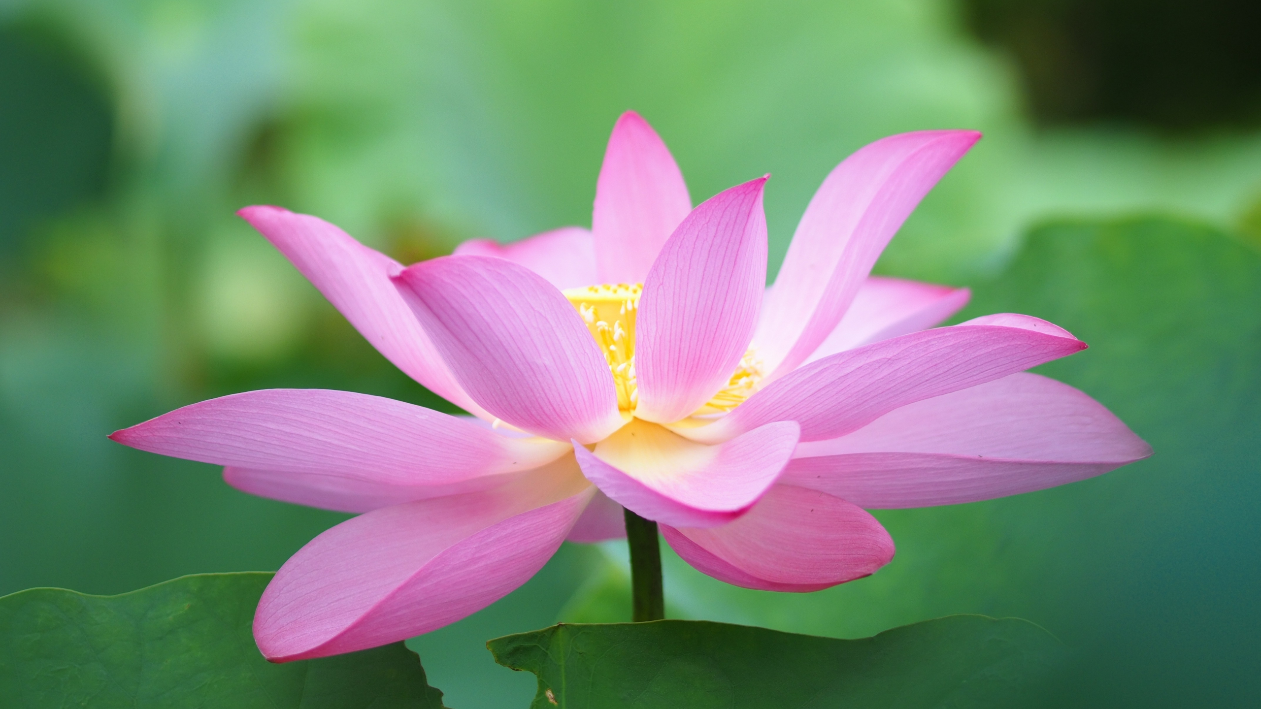 Download wallpaper 2560x1440 botanic, flora, close up, lotus, bloom ...